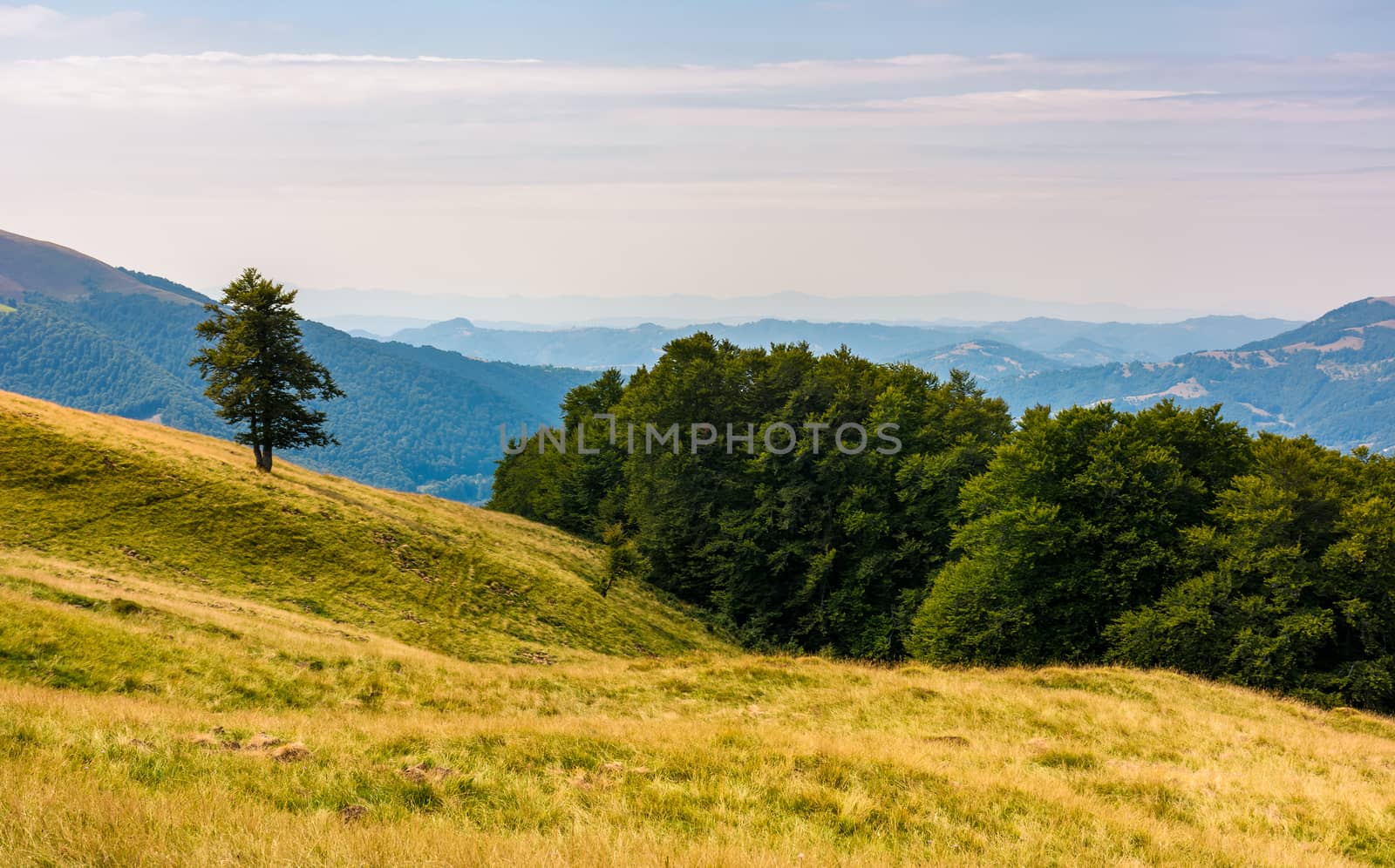 forested hills of Carpathian mountains by Pellinni