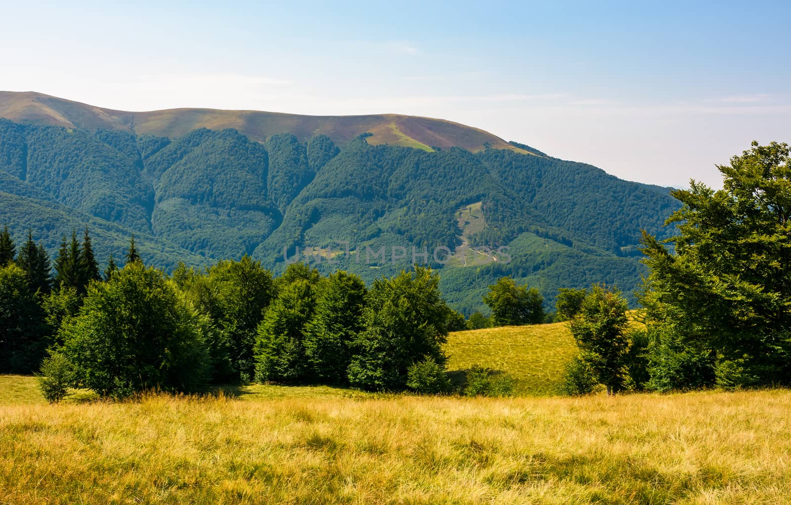 beech forest on grassy meadows in mountains by Pellinni