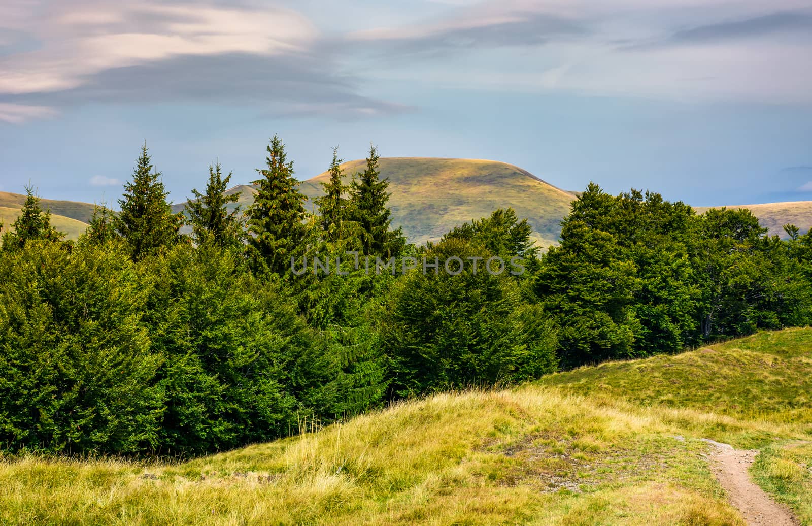 forested hills and meadows of Svydovets ridge. lovely summer landscape of Carpathian mountains in afternoon