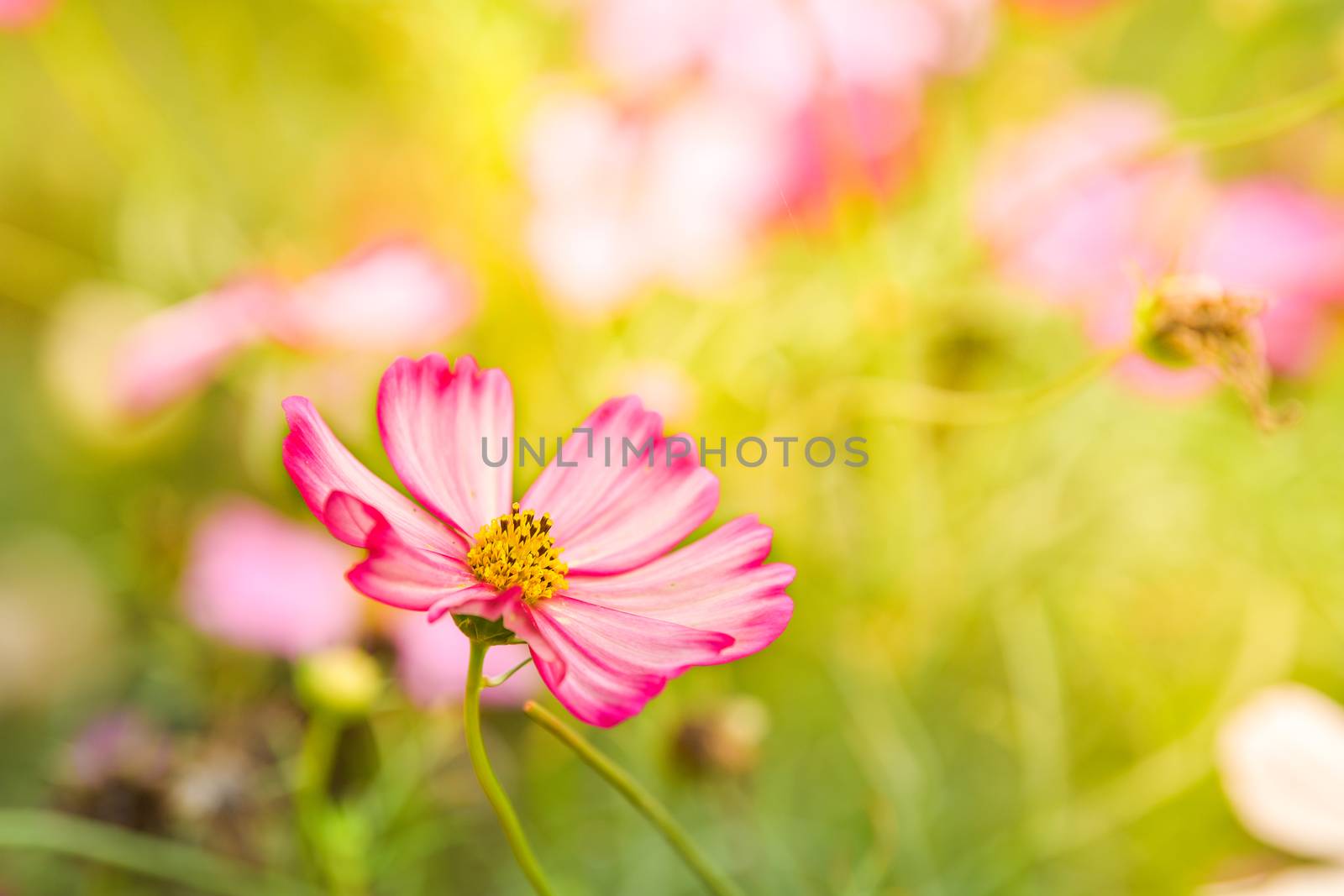 Pink cosmos flower in the wind at cosmos field.