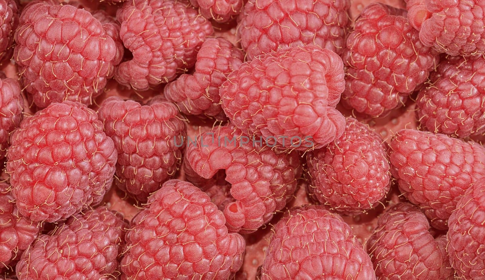 Red-fruited raspberries. Raspberries background. Close-up by roman_nerud