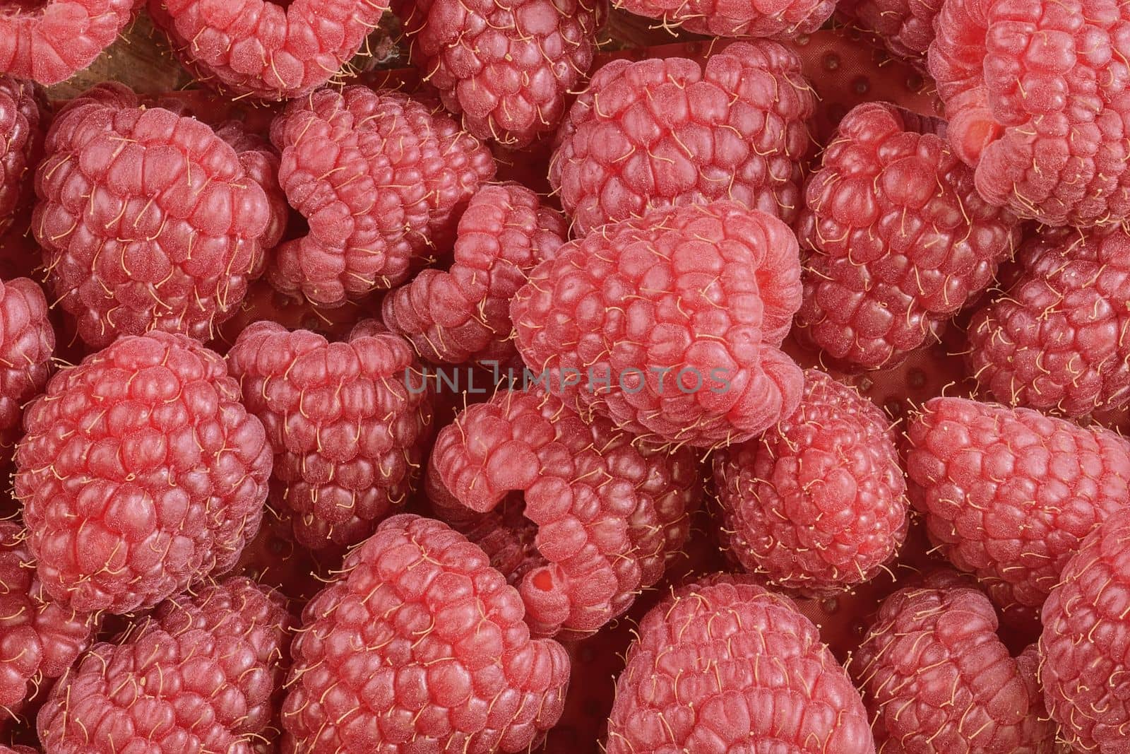 Red-fruited raspberries. Raspberries background. Close-up. Macro image