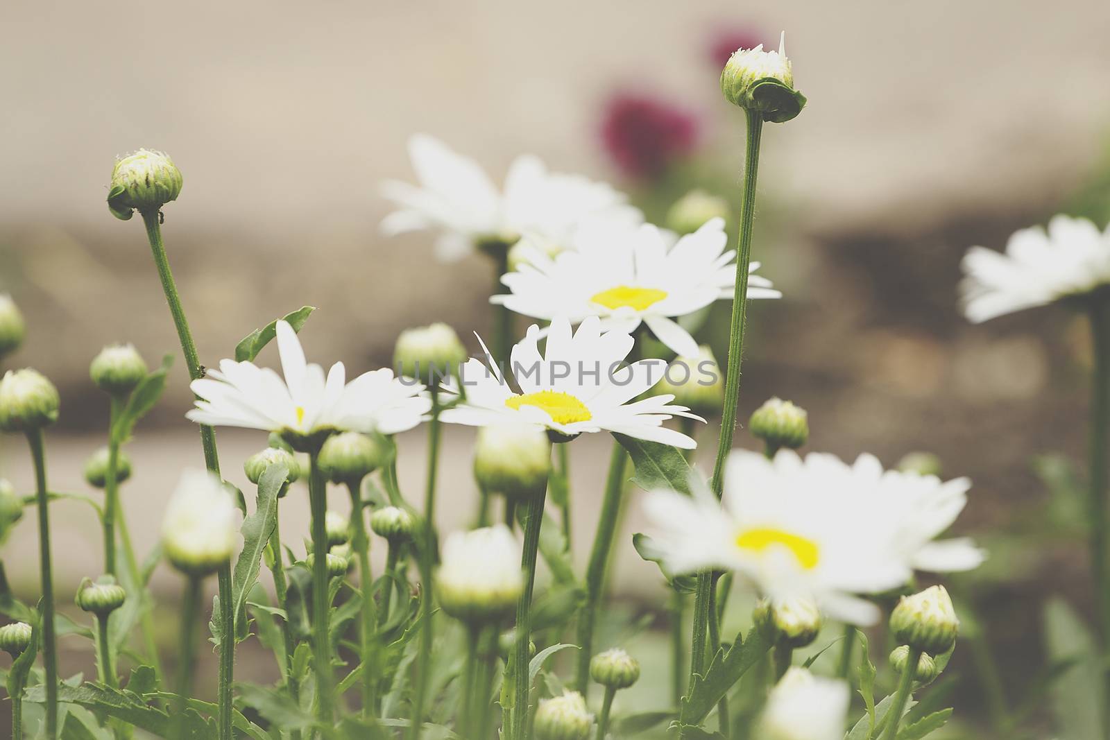 Chamomile flowers field wide background in sun light. Summer Daisies. Beautiful nature scene with blooming medical chamomilles. Alternative medicine. Camomile Spring flower background Beautiful meadow by 3KStudio