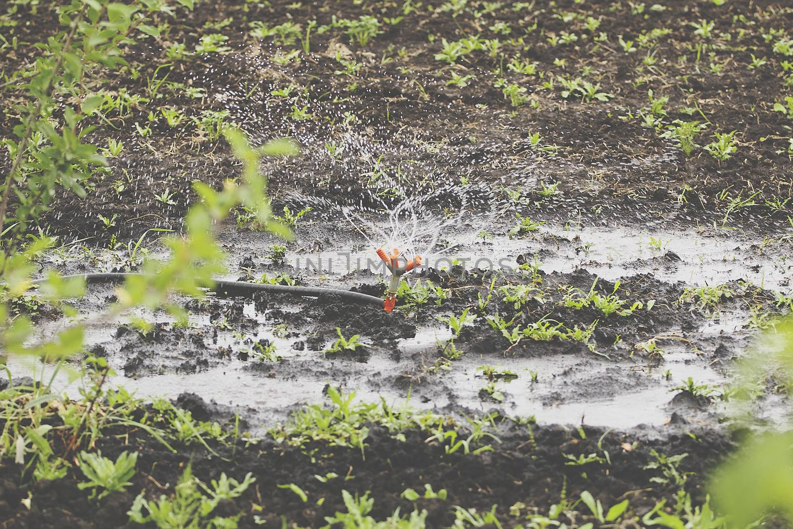 Aerial view: Irrigation equipment watering cabbage field. Irrigation system watering farm field.