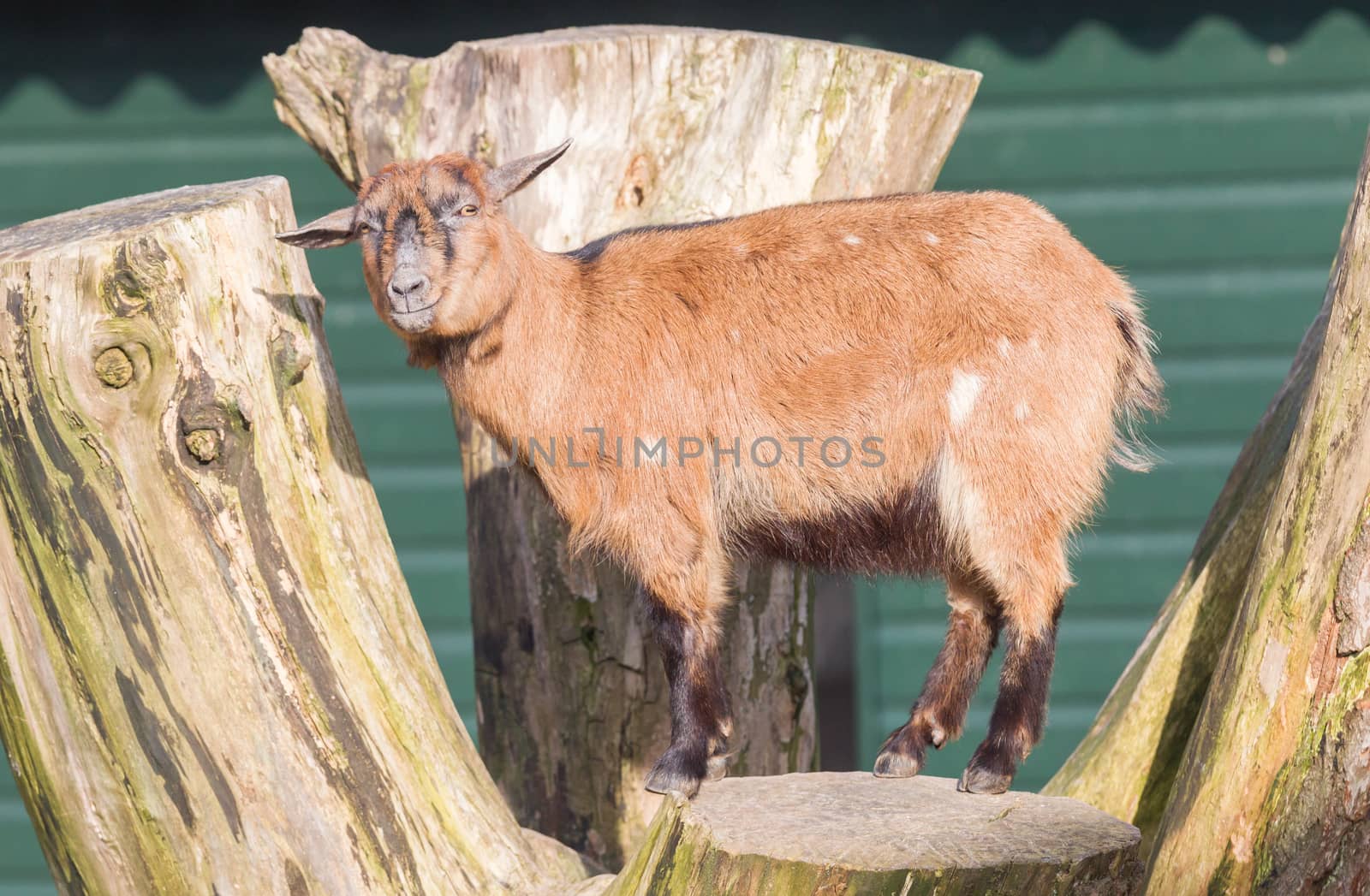 Single goat in a farm - The Netherlands