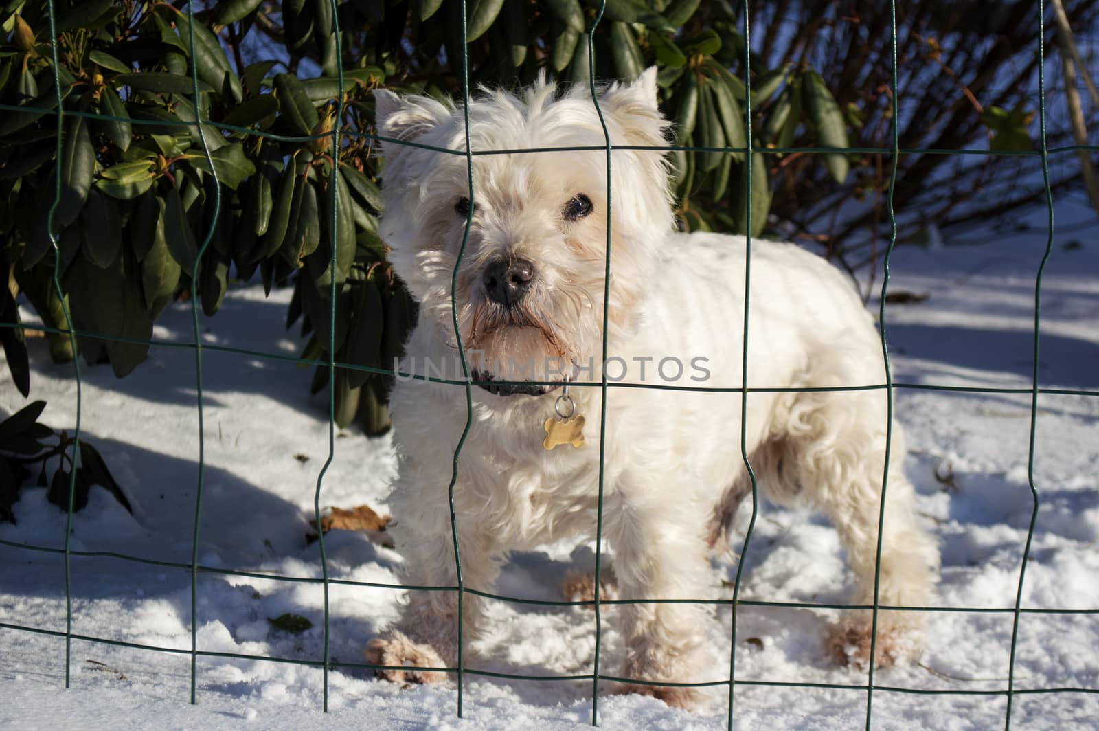 Cute white dog standing on snow behind net on a sunny day.