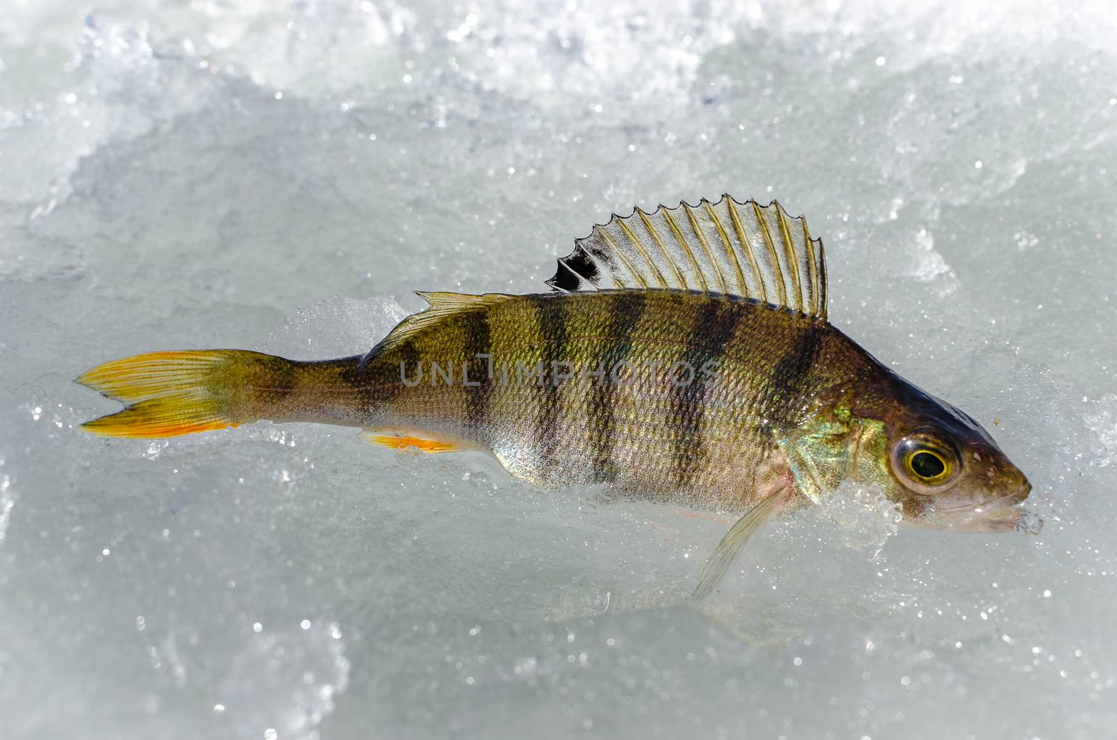 Ice fishing in the winter time in Russia