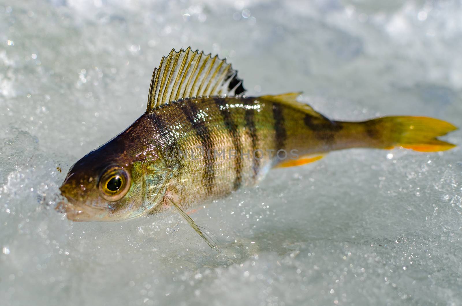 Ice fishing in the winter time in Russia