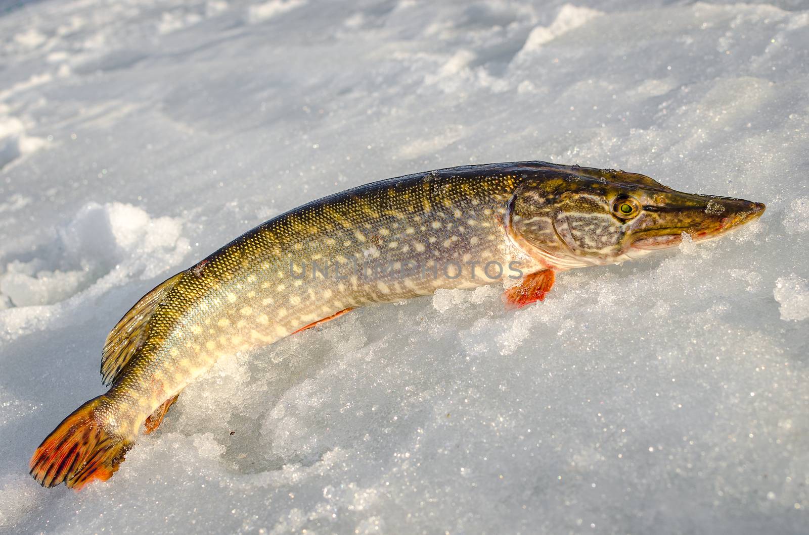 Ice fishing in the winter time in Russia
