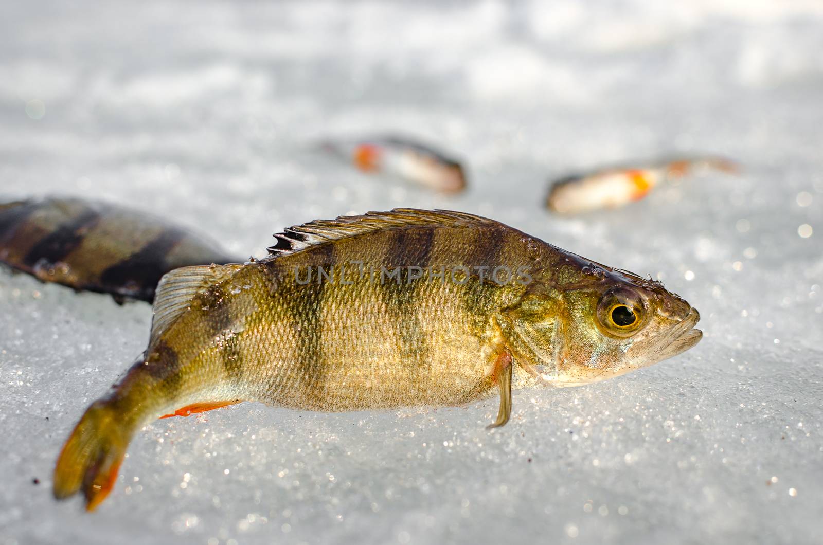 Ice fishing in the winter time in Russia