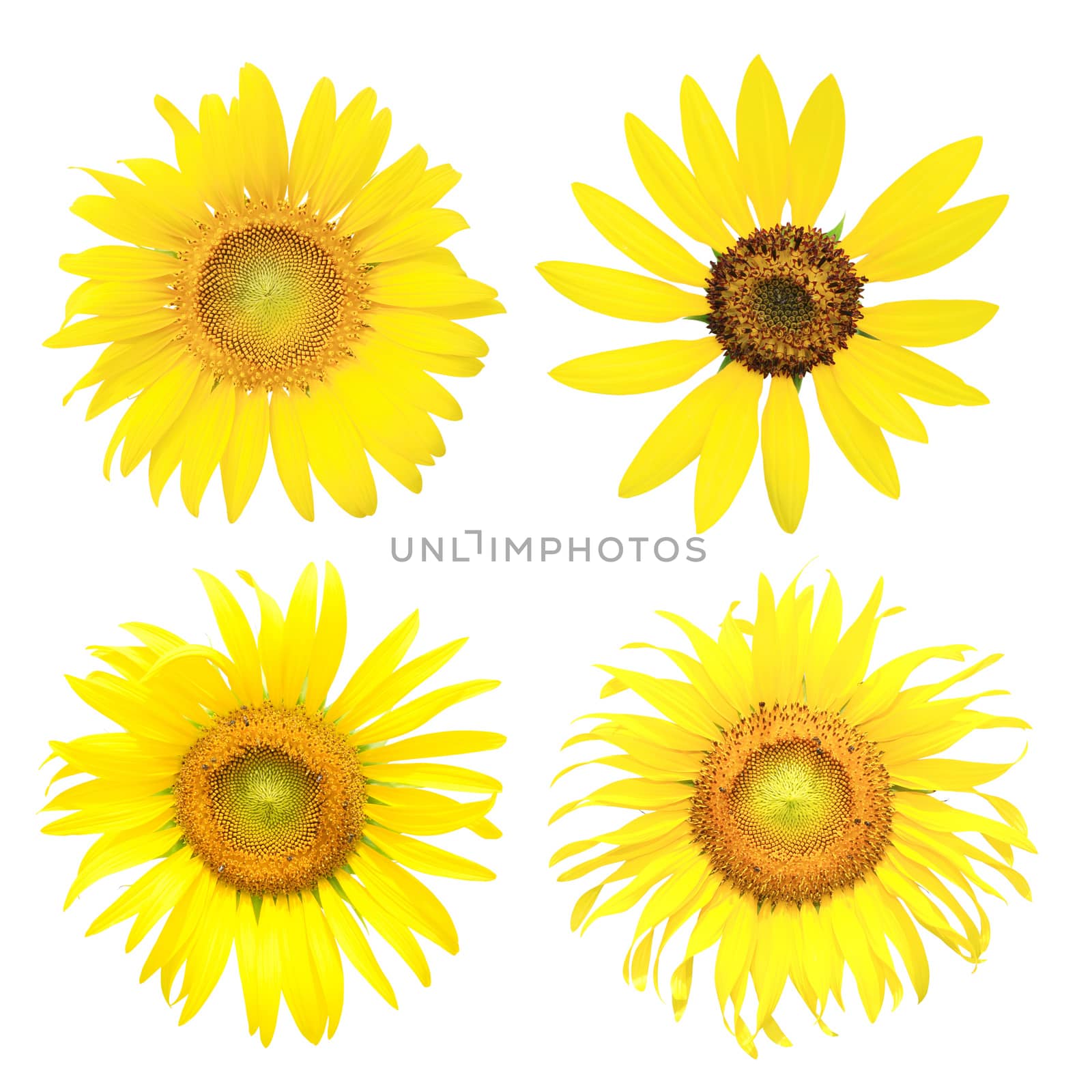 Set of sunflower flower isolated on white background