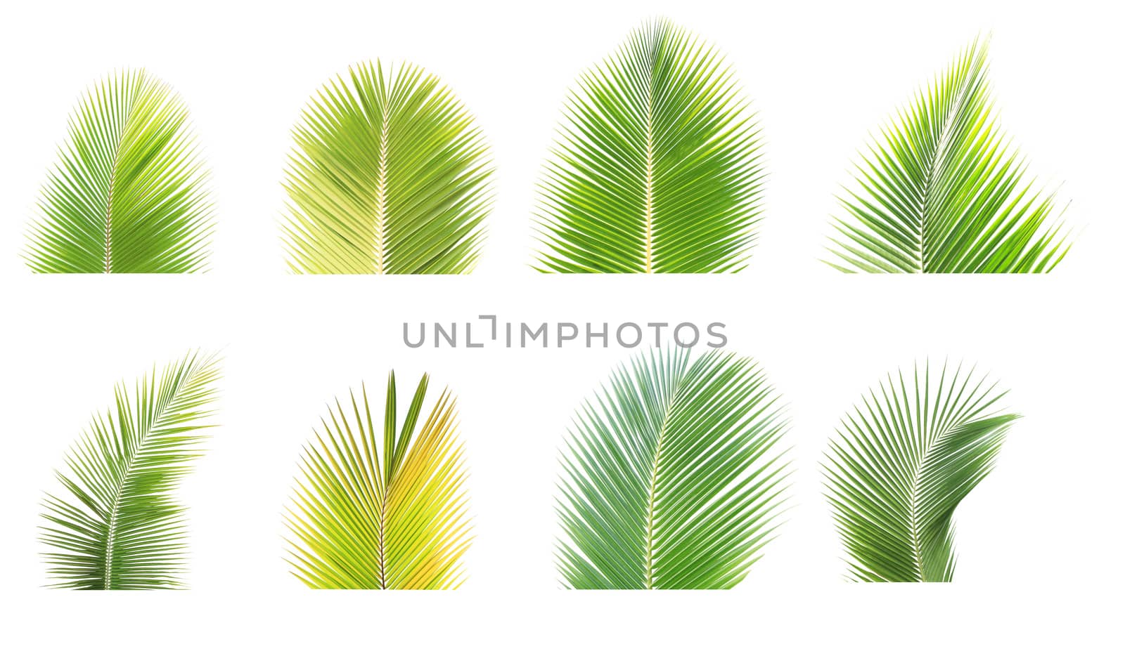 Set of green palm leaf isolated