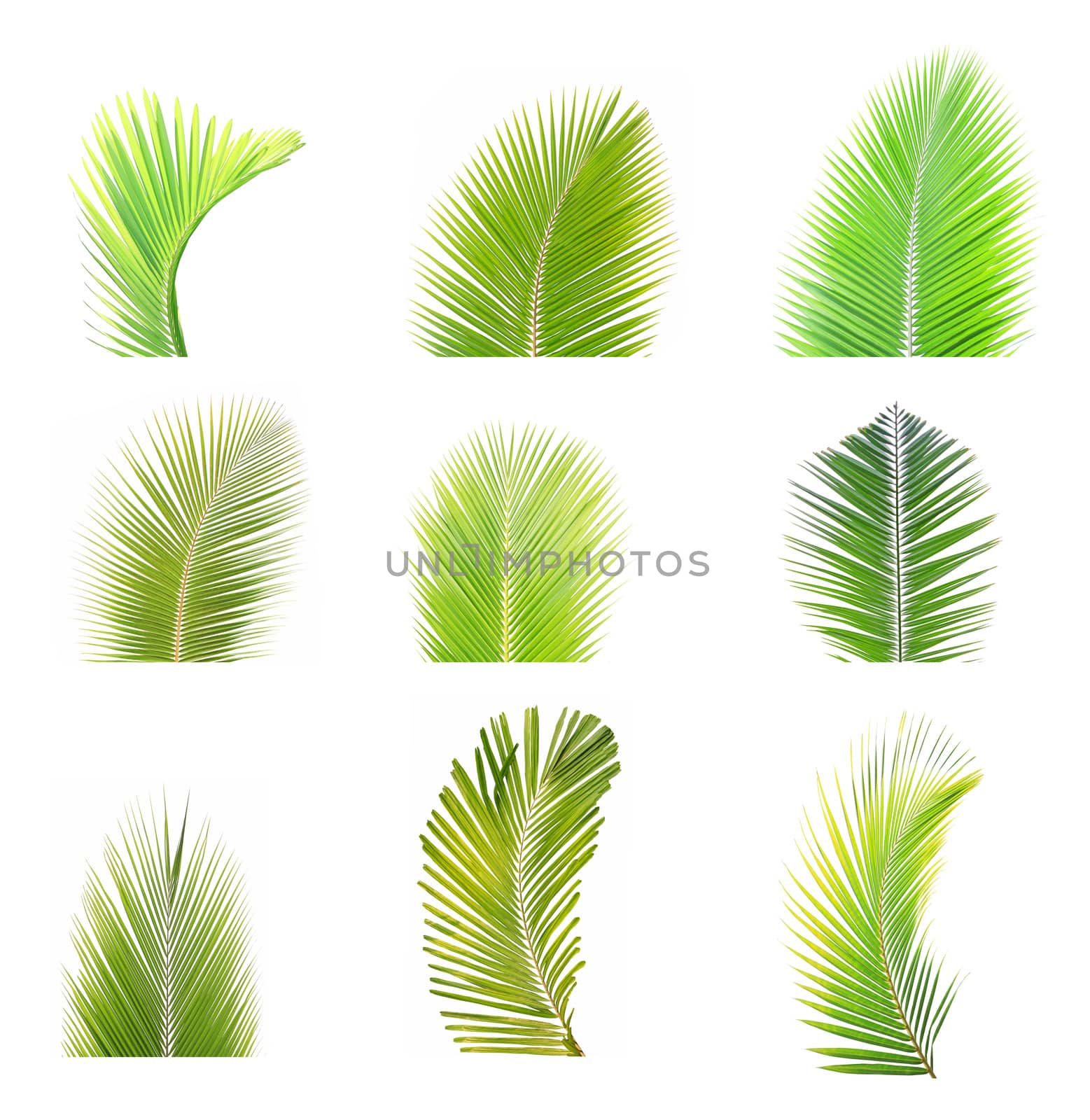 Set of green palm leaf isolated by drpnncpp