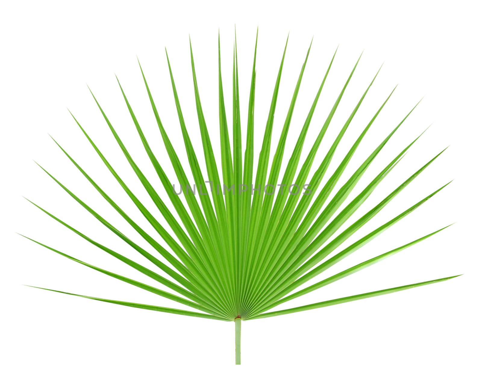 Palm leaf isolated on white background