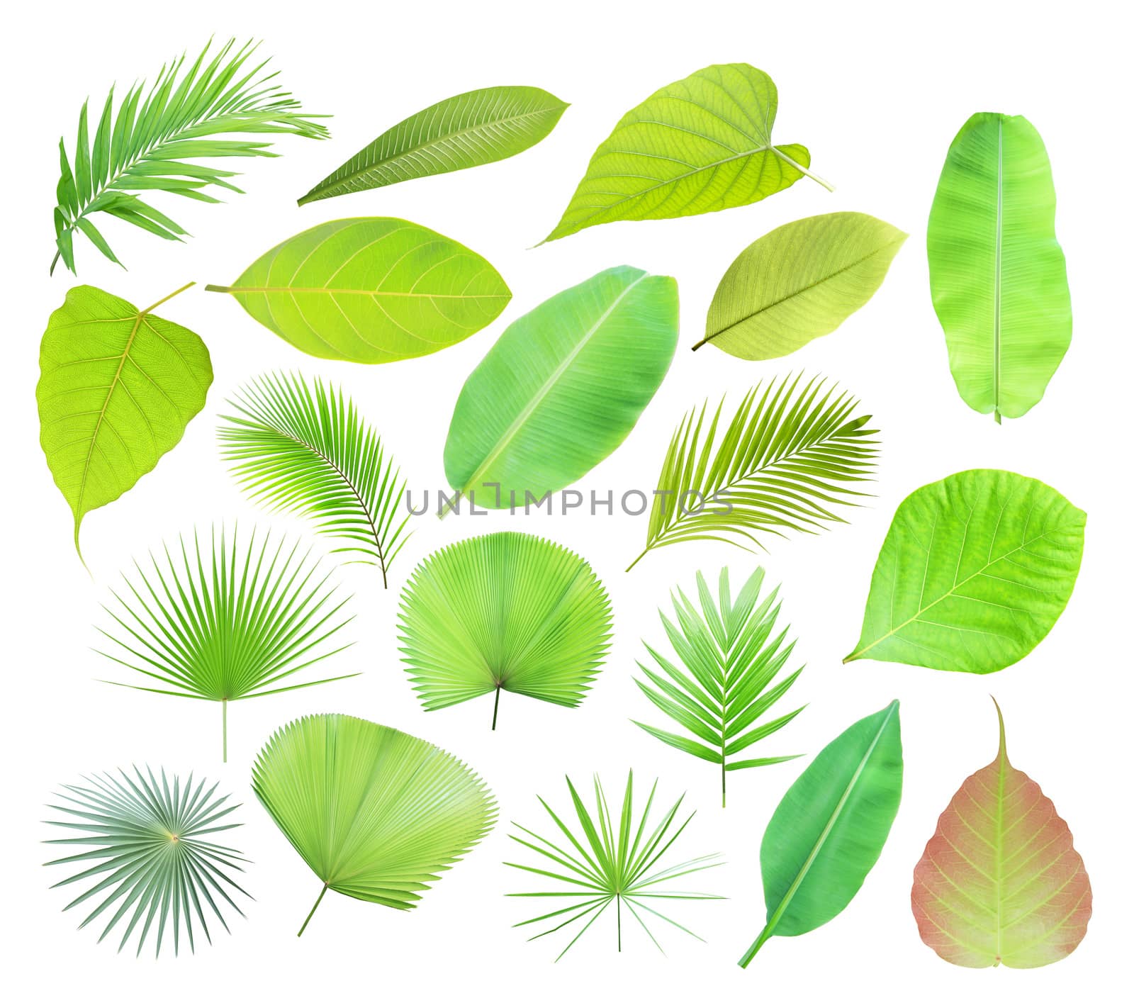 Set of green tropical leaf isolated on white background by drpnncpp