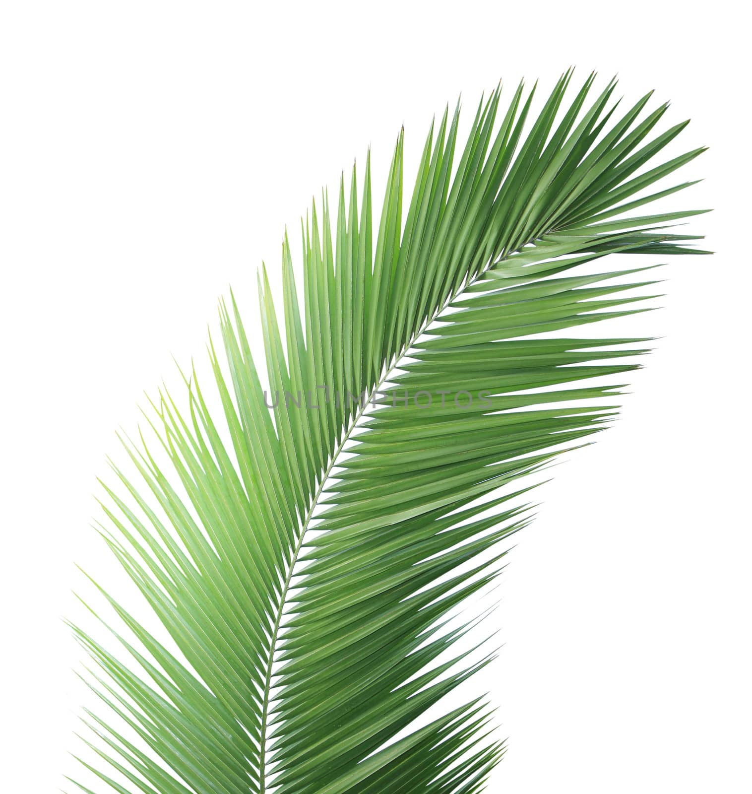 Green palm leaf isolated on white background