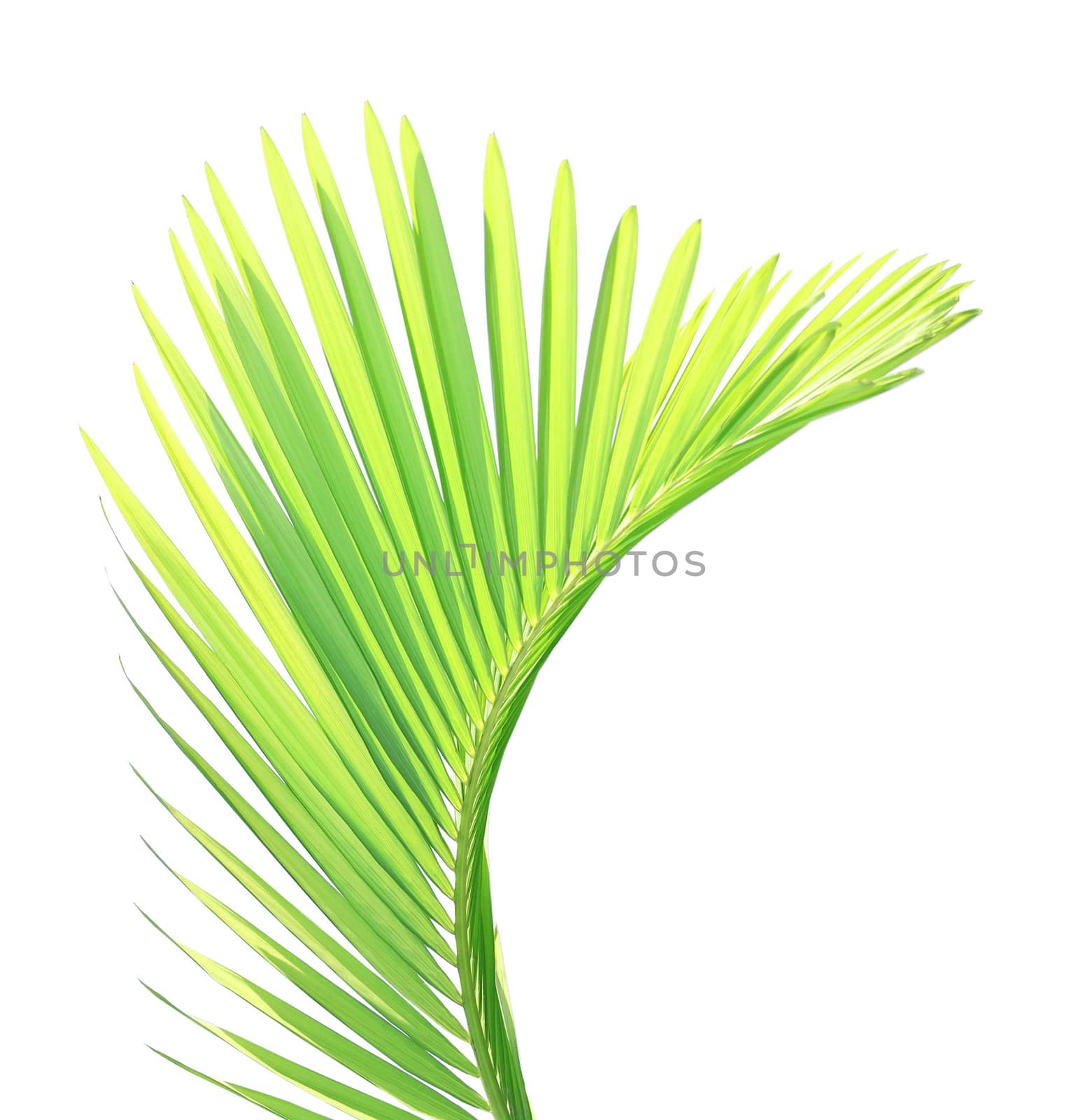 Green palm leaf isolated on white background