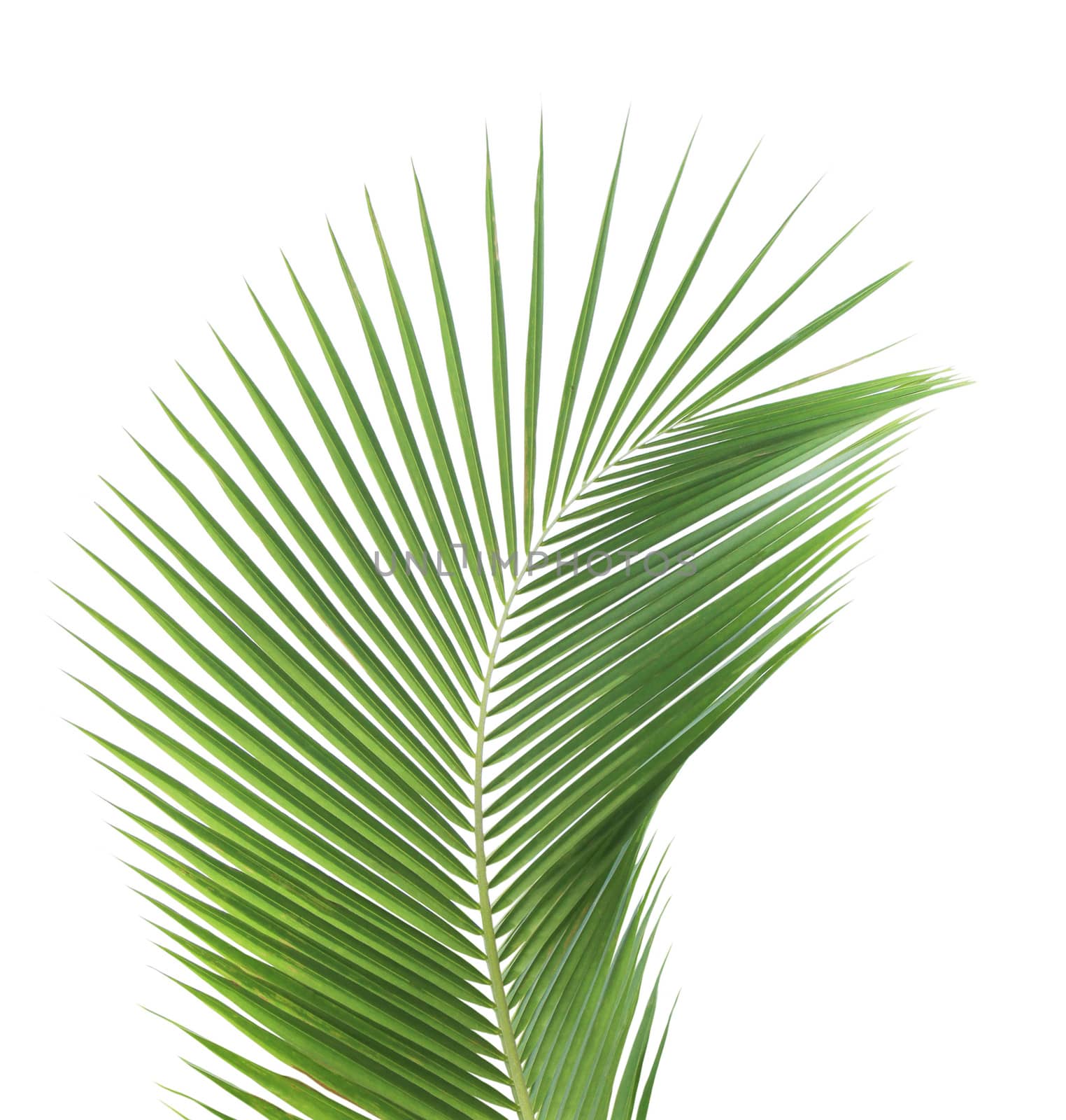 Green coconut leaf isolated on white background by drpnncpp