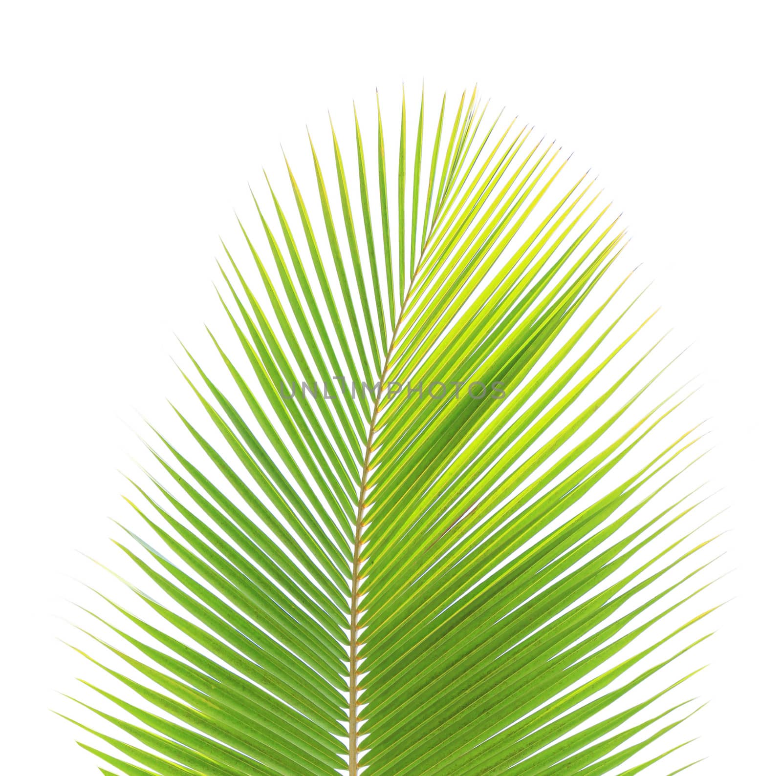 Green coconut leaf isolated on white background by drpnncpp