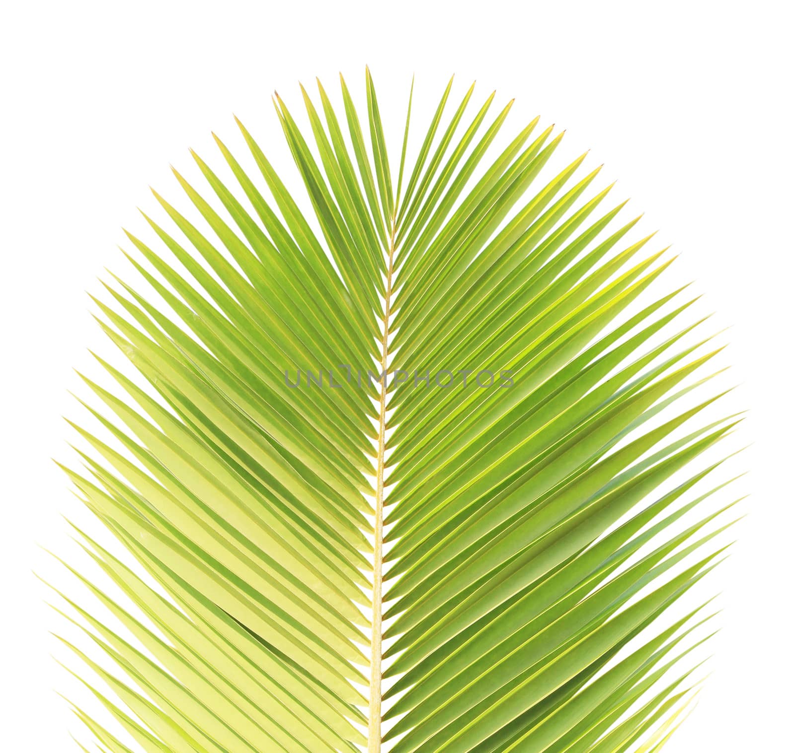 Green coconut leaf isolated on white background