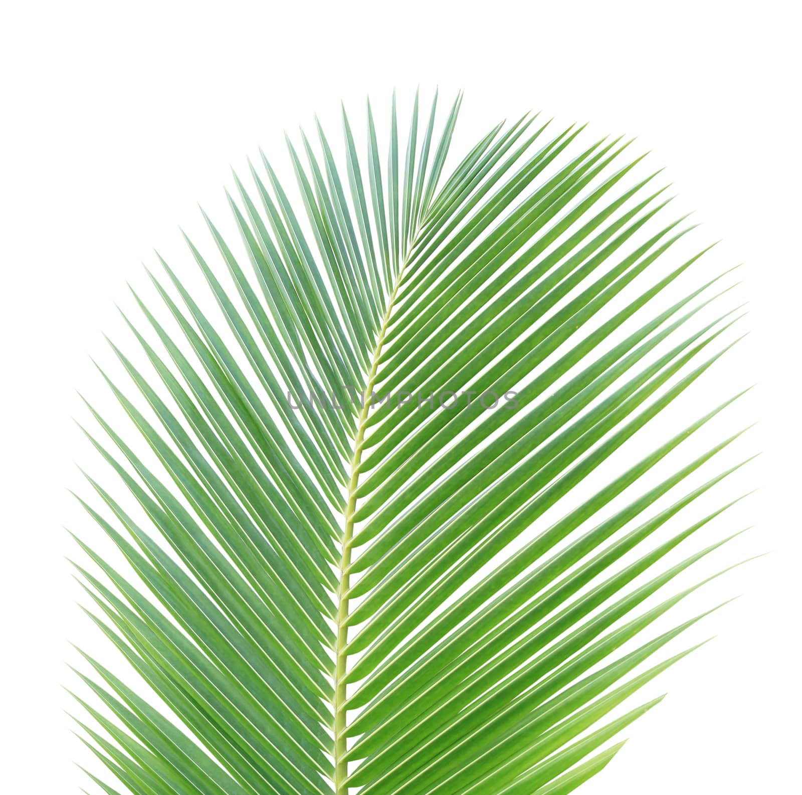 Green coconut leaf isolated on white background