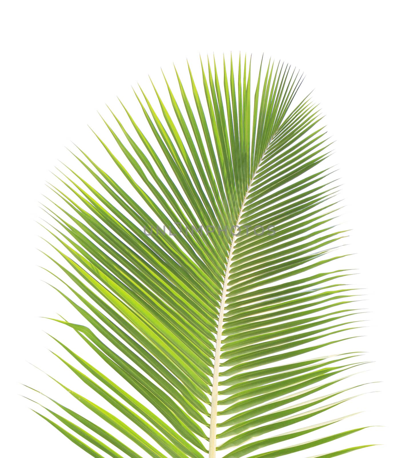 Green coconut leaf isolated on white background by drpnncpp