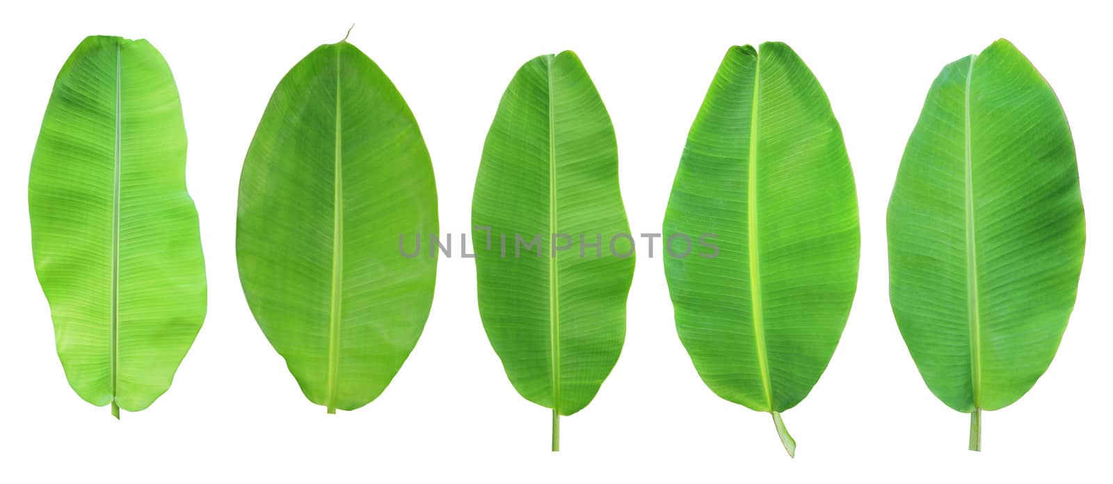 Set of banana leaf isolated on white background