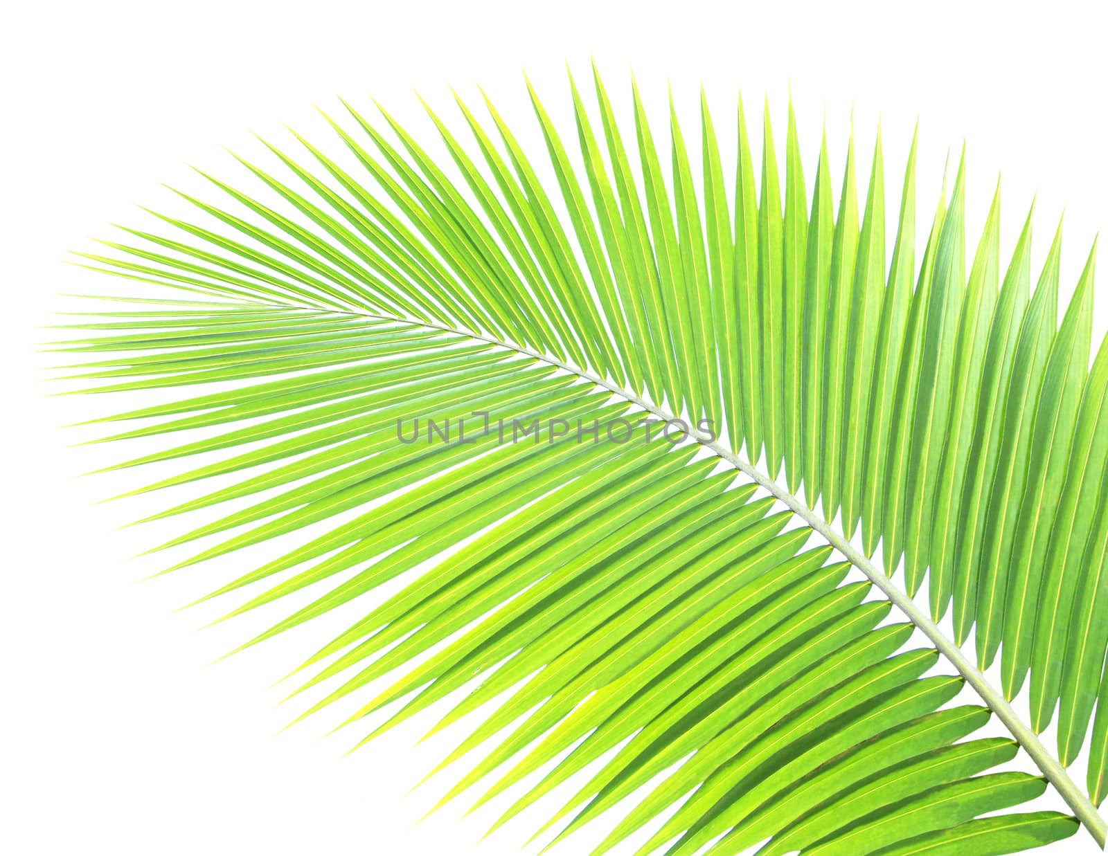 Green palm leaf isolated on white background by drpnncpp