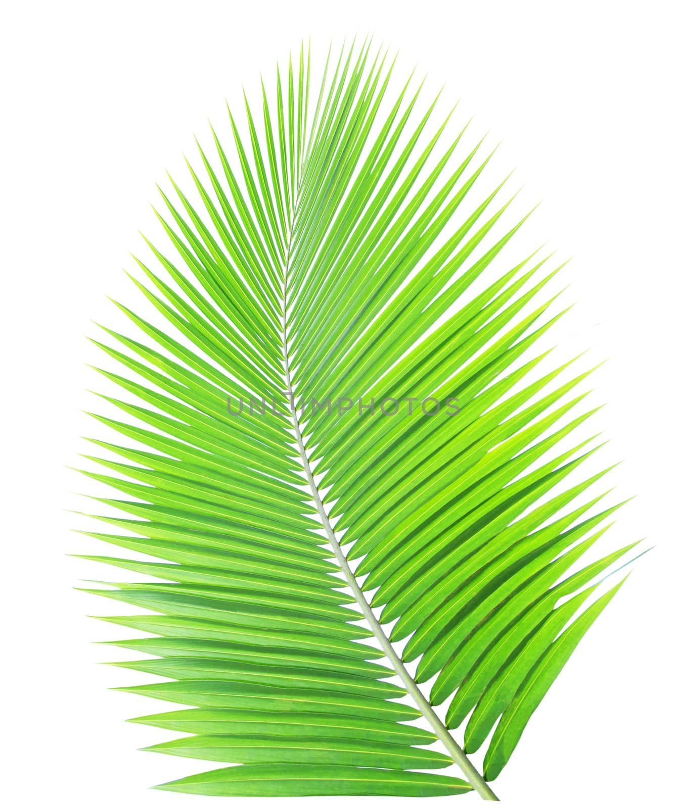 Green palm leaf isolated on white background by drpnncpp