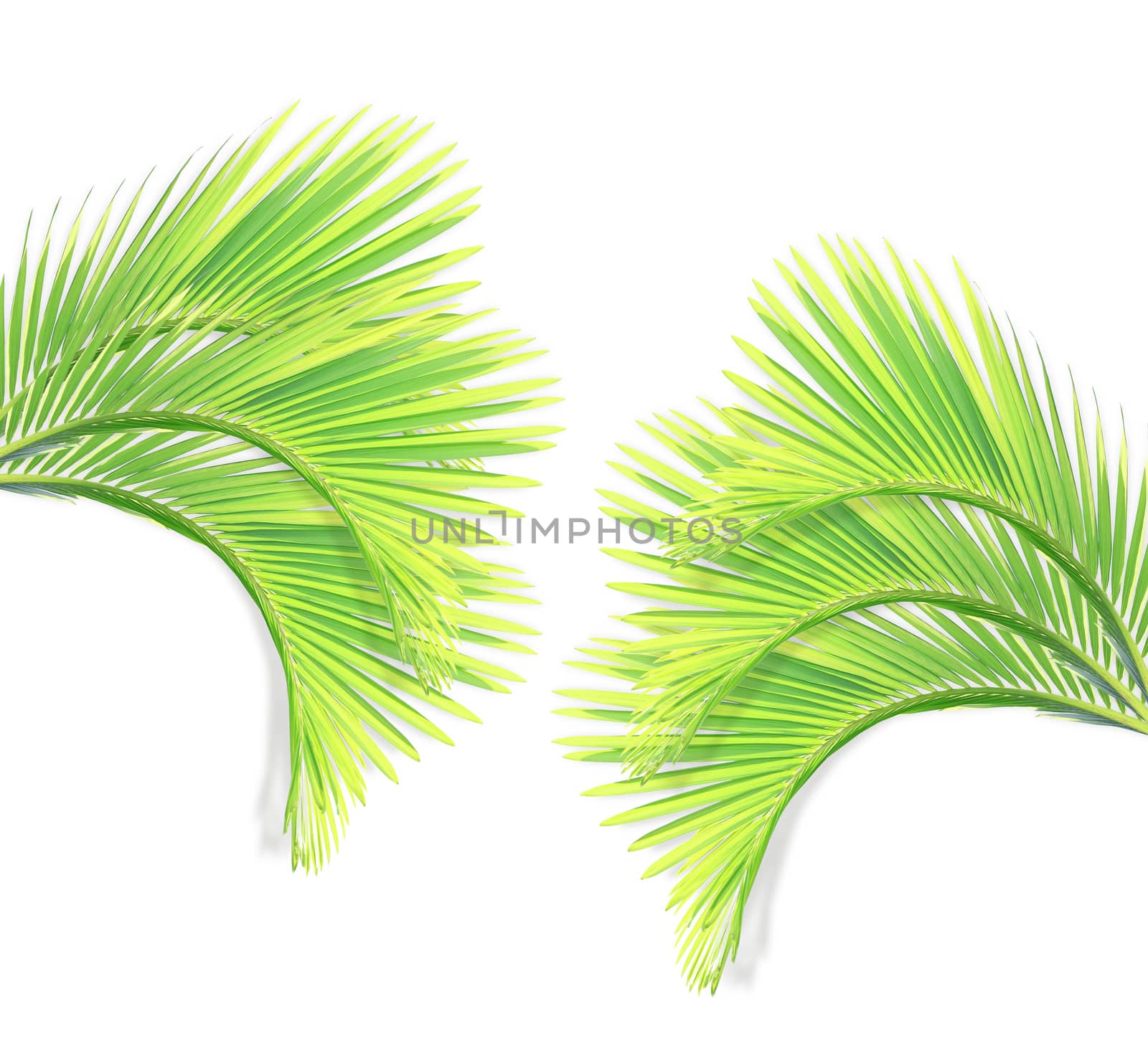 Green palm leaf isolated on white background by drpnncpp