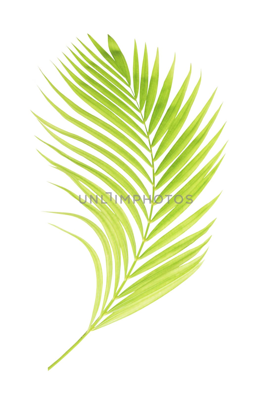 Green palm leaf isolated on white background by drpnncpp