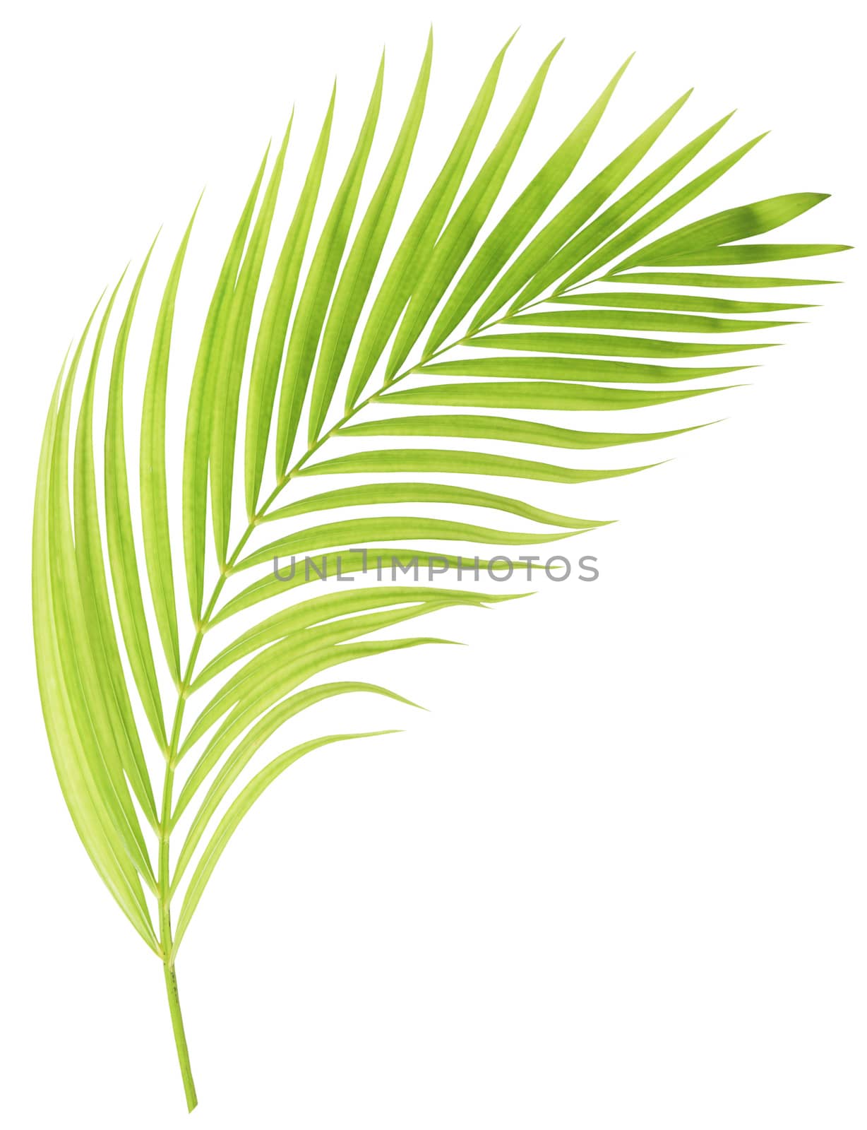 Green palm leaf isolated on white background