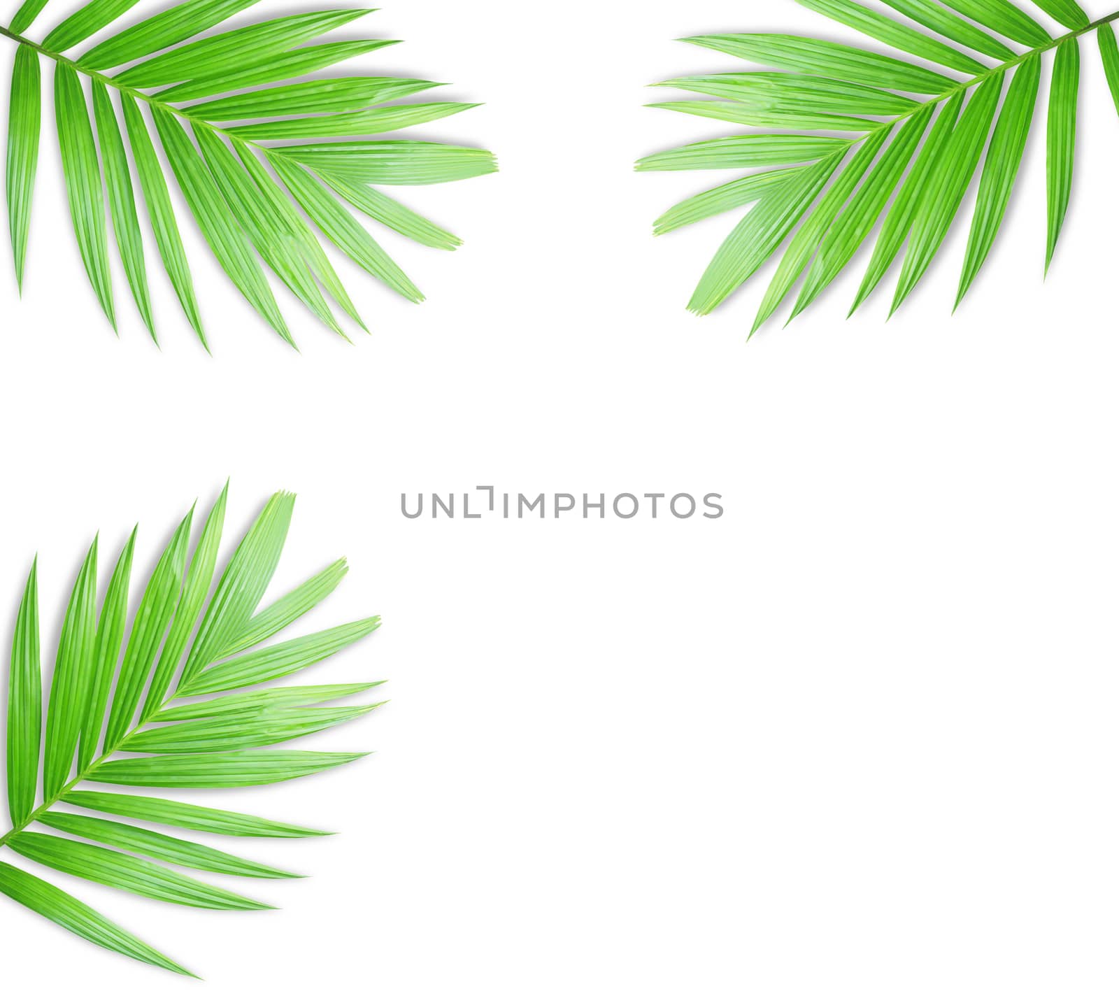 Green palm leaf isolated on white background