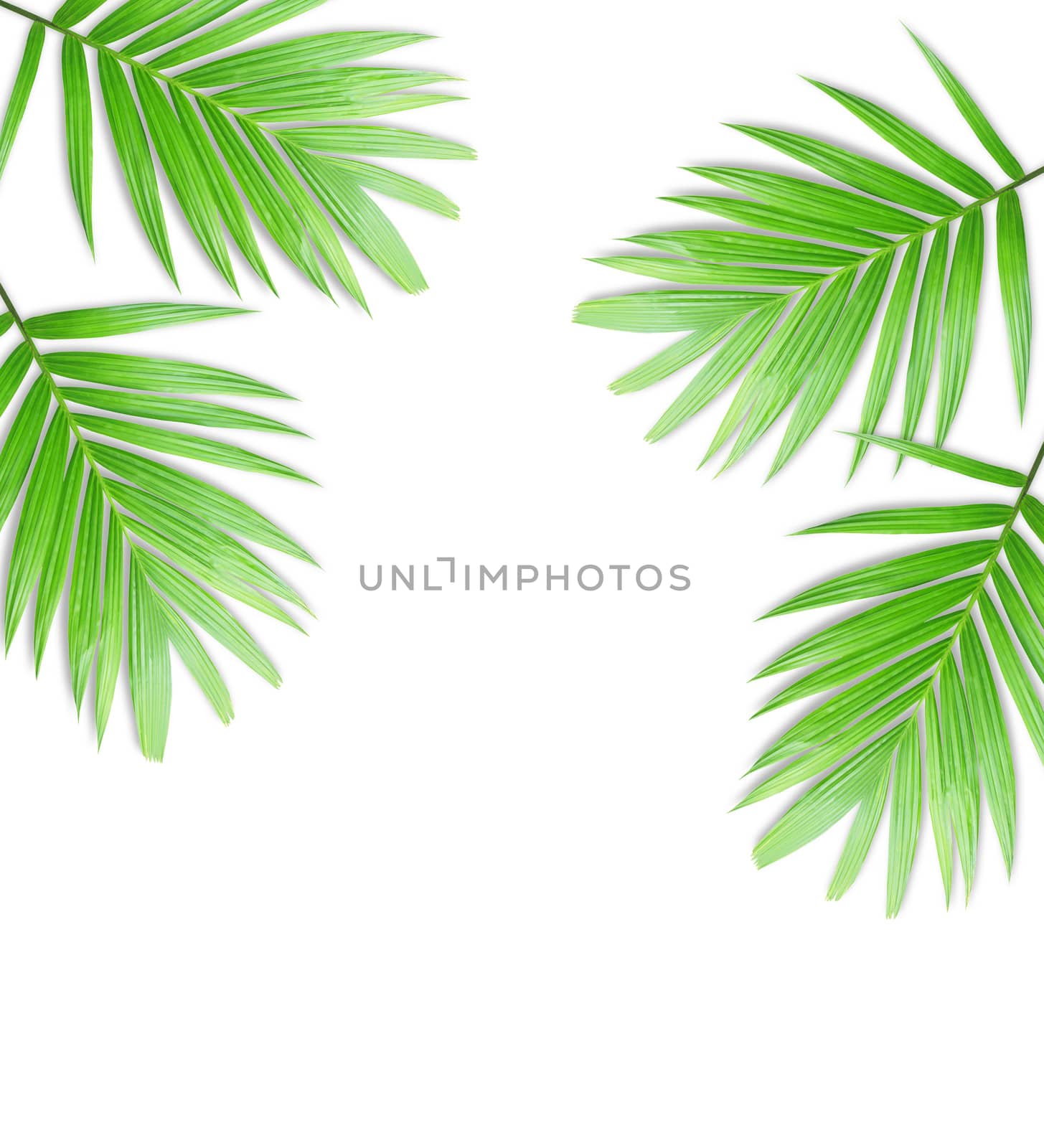 Green palm leaf isolated on white background