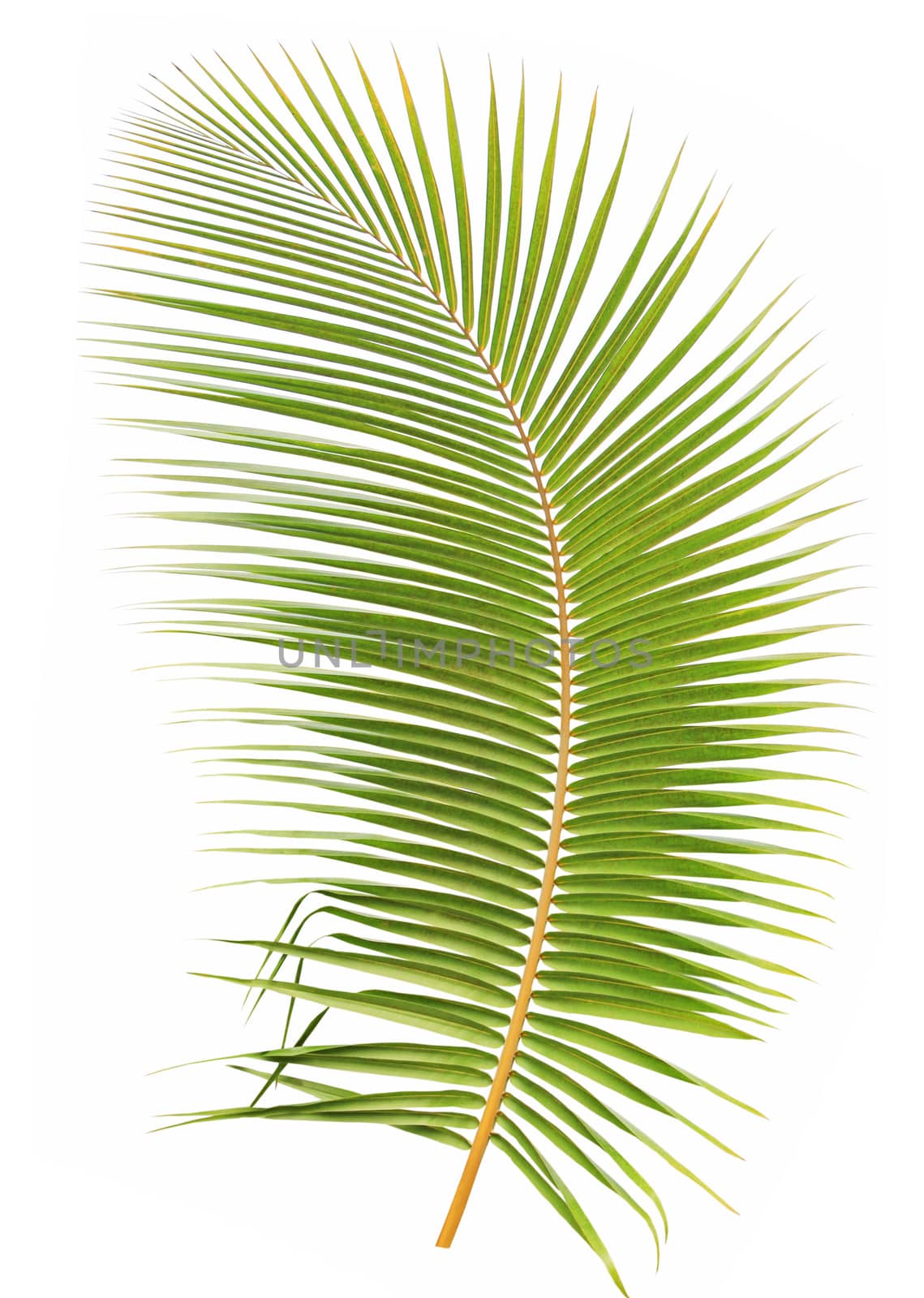 Green palm leaf isolated on white background