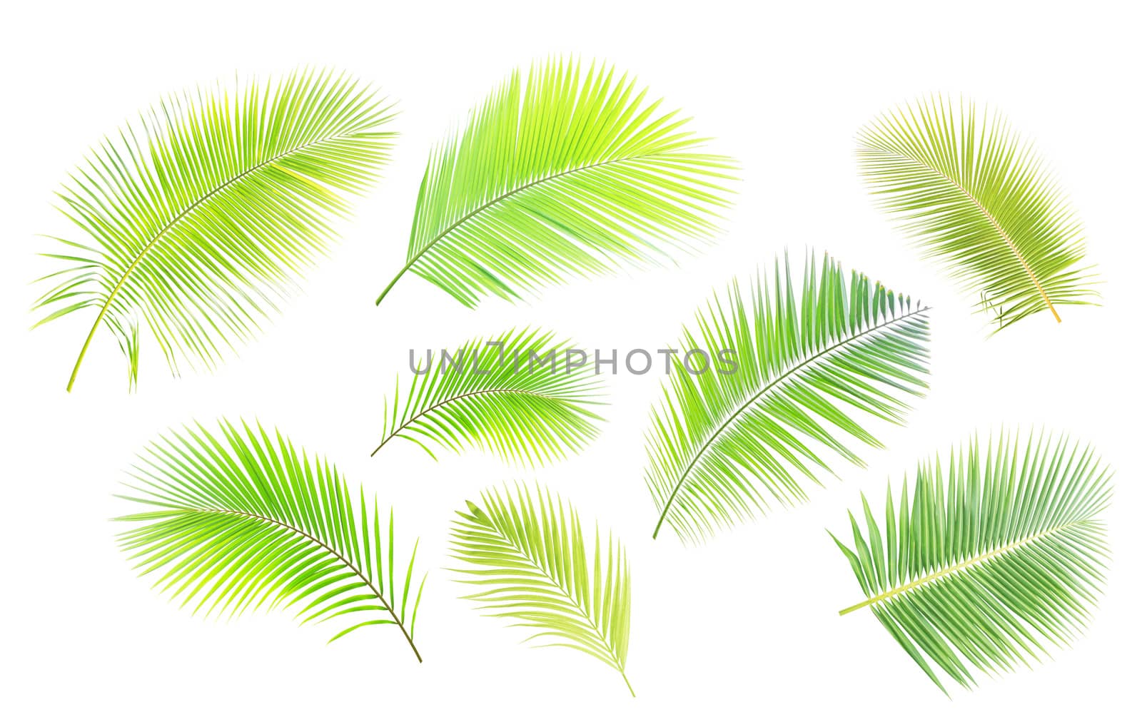 Green palm leaf isolated on white background