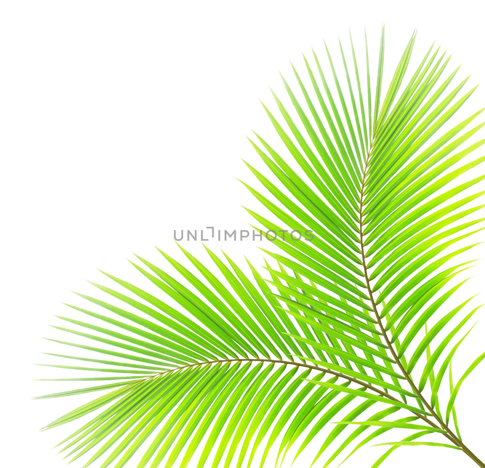 Green palm leaf isolated on white background