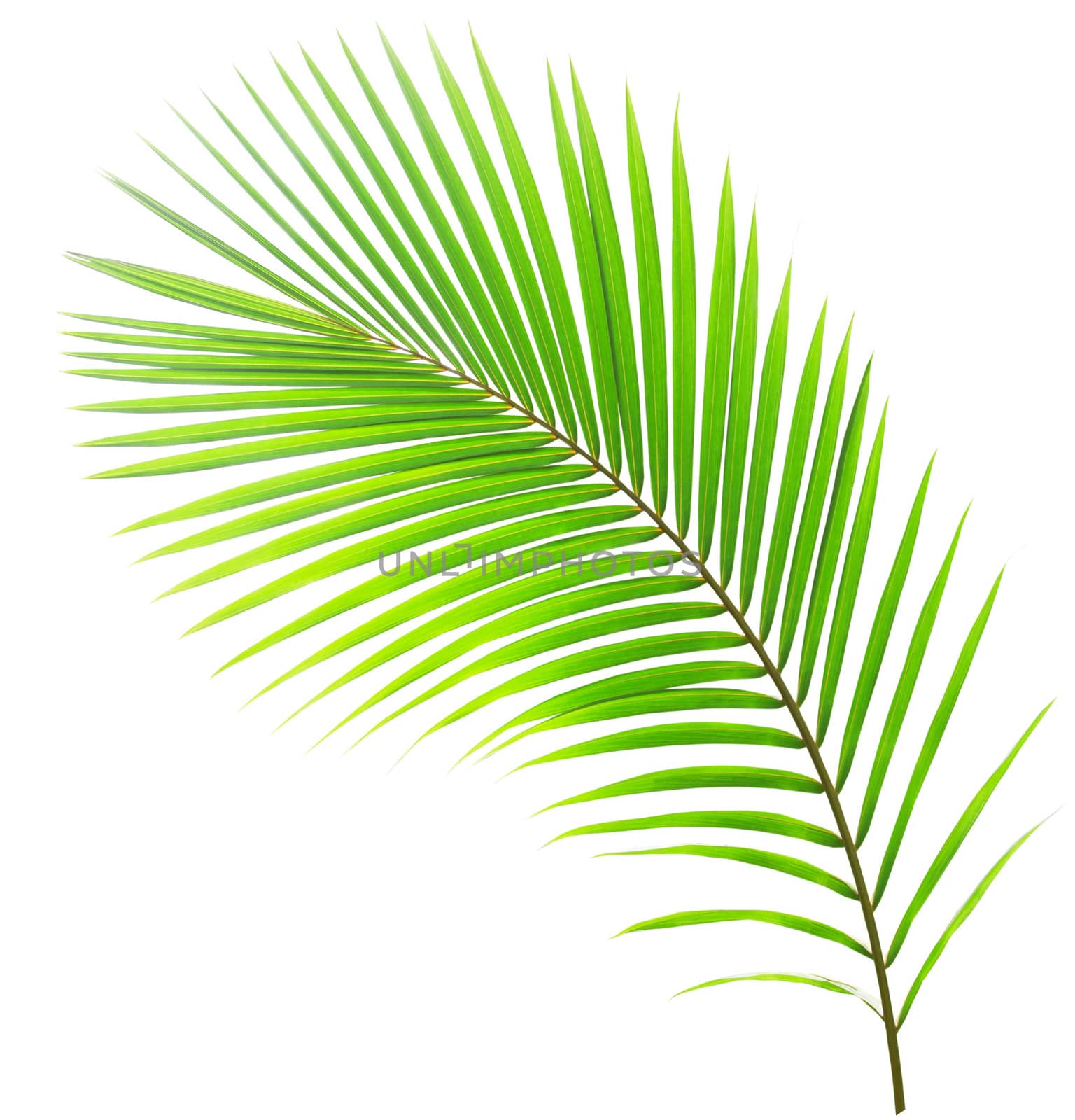 Green palm leaf isolated on white background