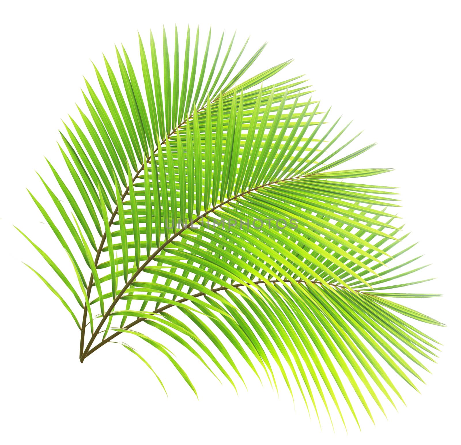 Green palm leaf isolated on white background by drpnncpp