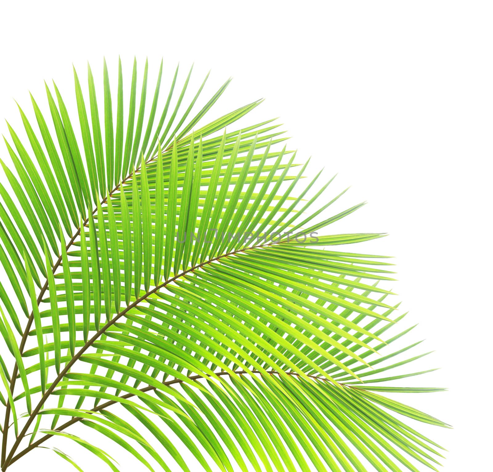 Green palm leaf isolated on white background by drpnncpp