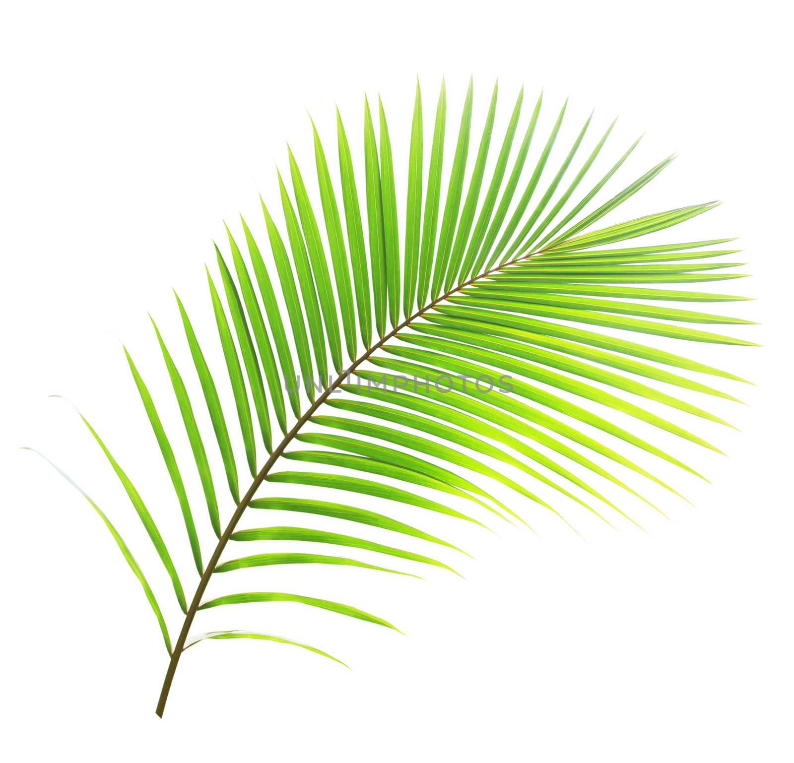 Green palm leaf isolated on white background by drpnncpp