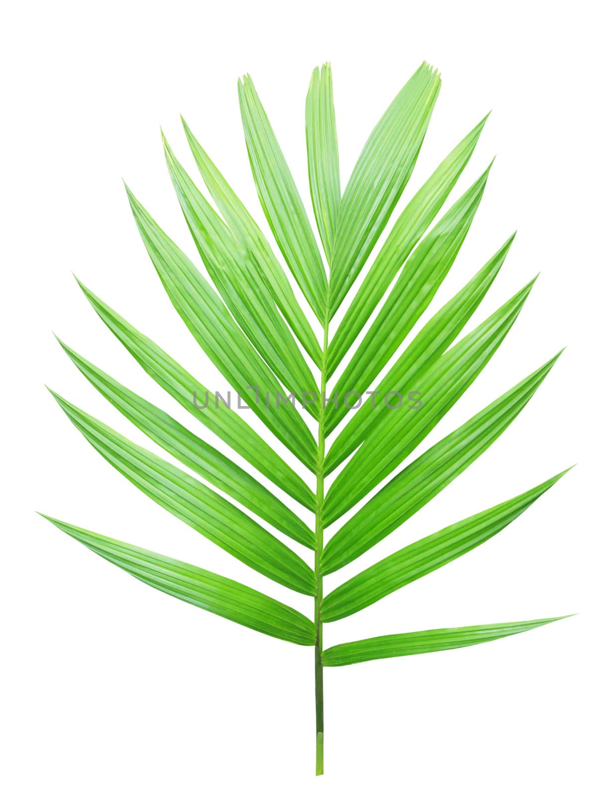 Green palm leaf isolated on white background