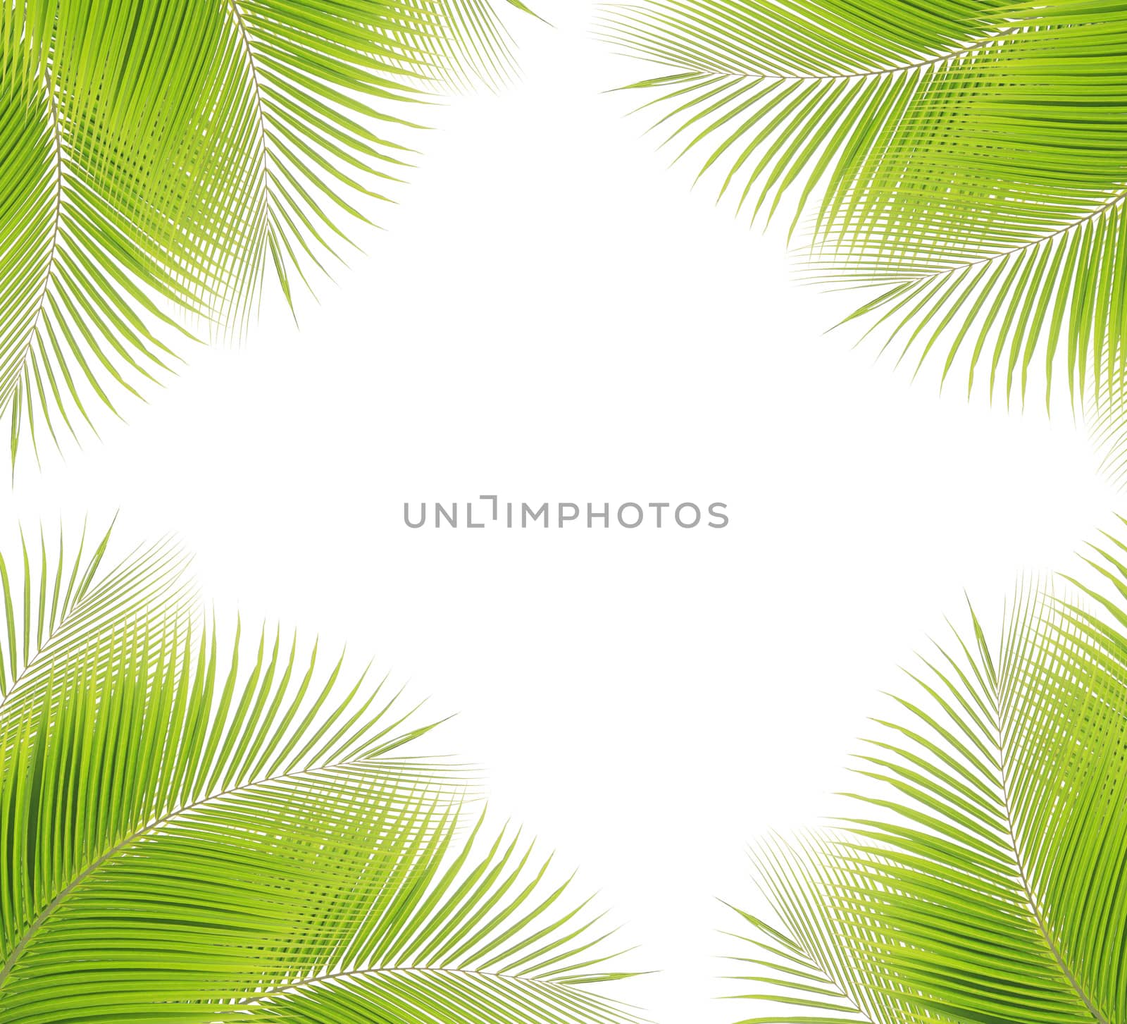 Green palm leaf isolated on white background by drpnncpp