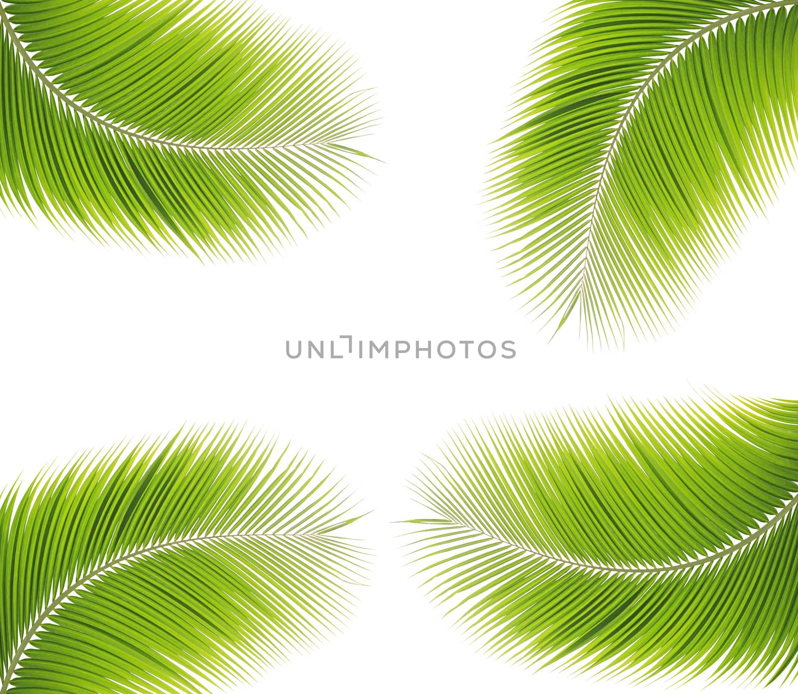 Green palm leaf isolated on white background by drpnncpp
