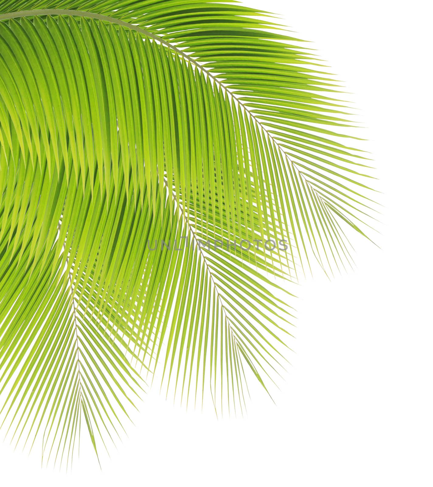 Green palm leaf isolated on white background by drpnncpp