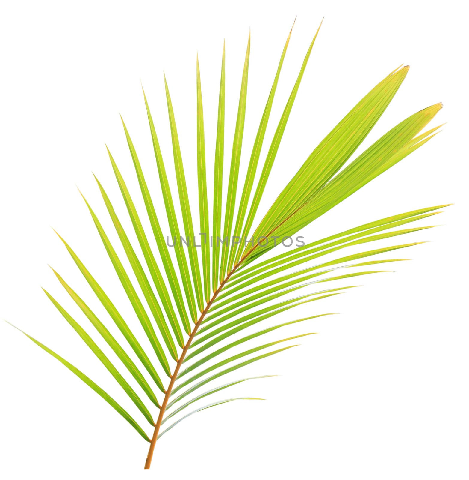 Green palm leaf isolated on white background