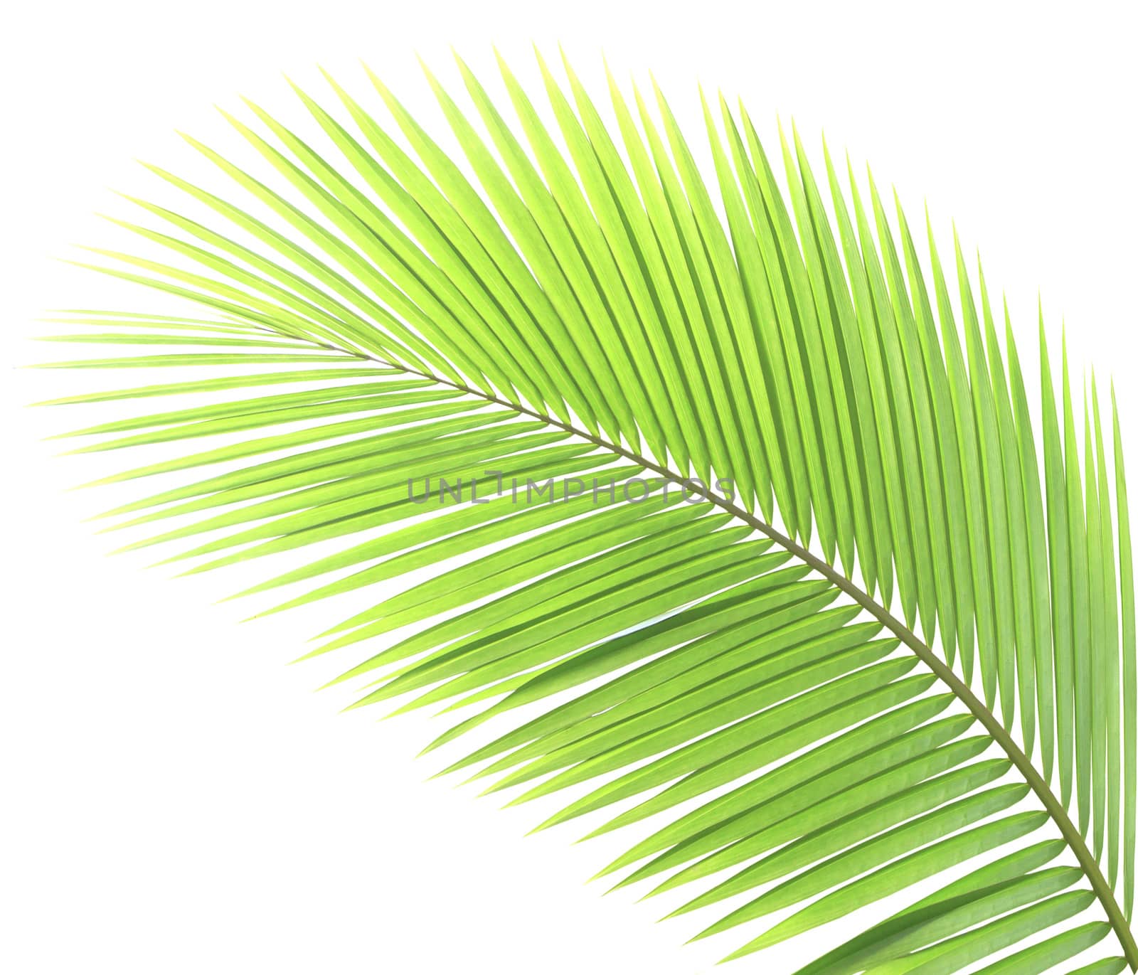 Green palm leaf isolated on white background