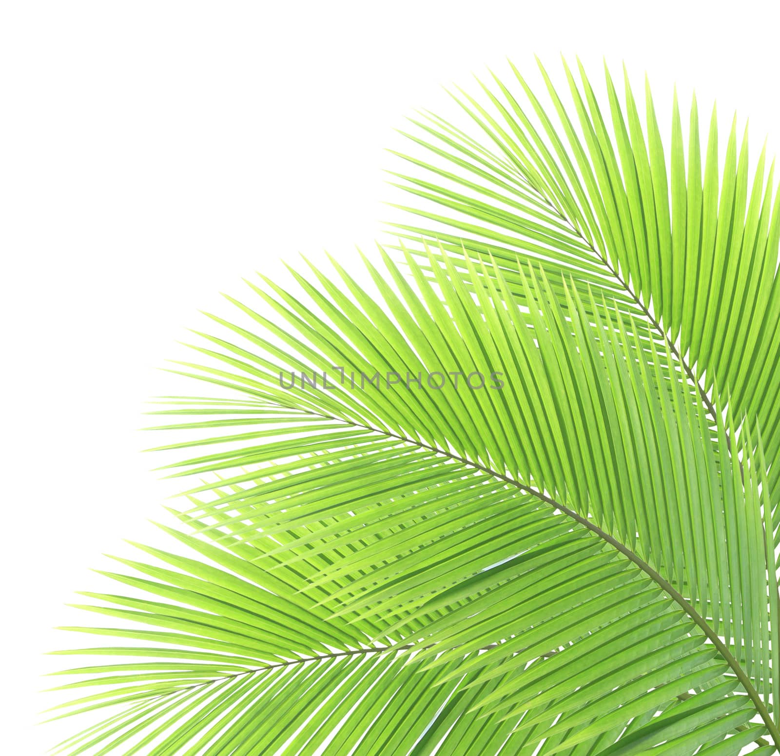 Green palm leaf isolated on white background by drpnncpp