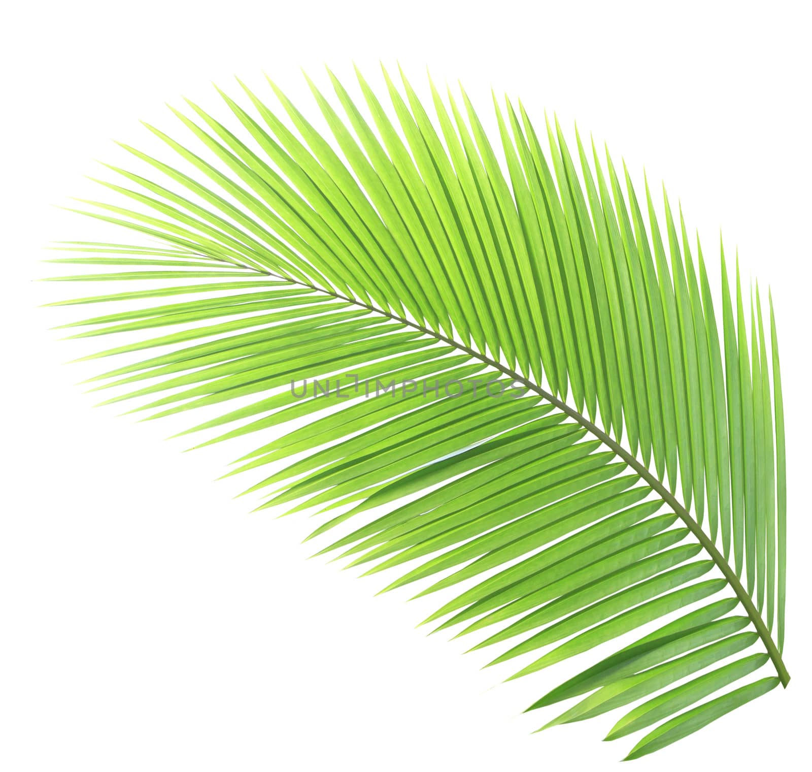 Green palm leaf isolated on white background