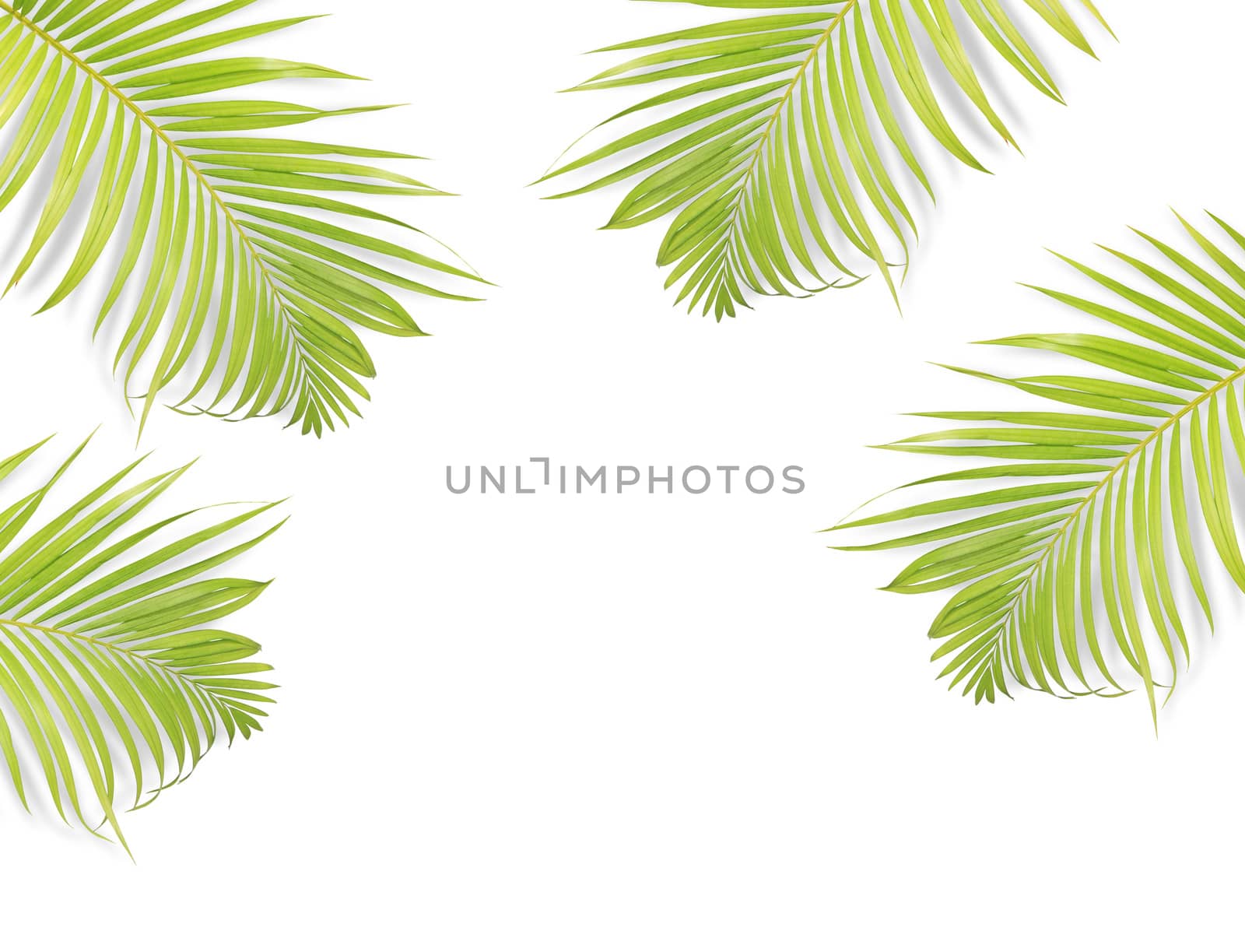 Green palm leaf isolated on white background